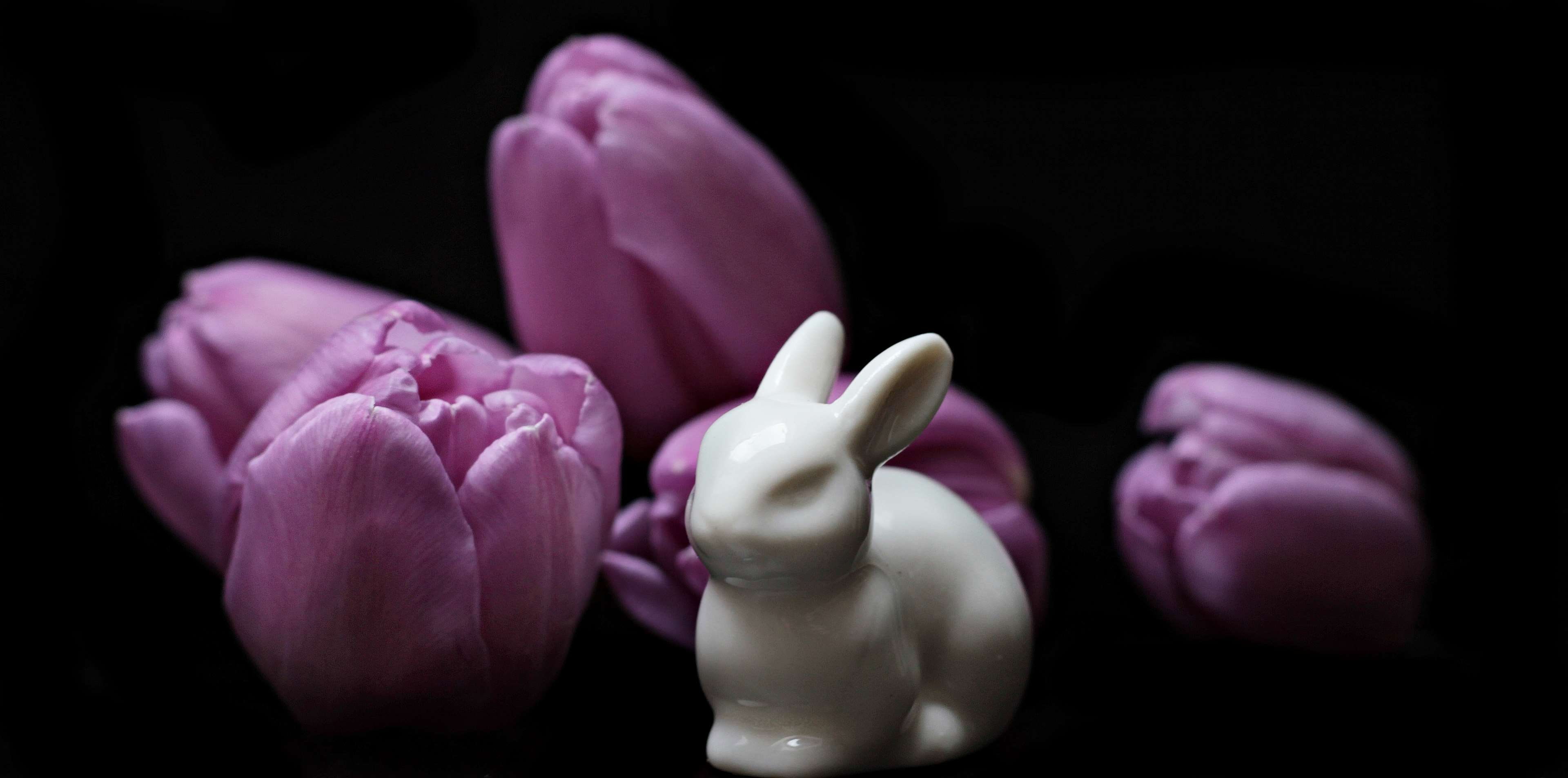 beauty in nature, easter bunny, business, map, greeting card, representation, frhlingsanfang, breeding tulip, savings, purple tulips, pink color, purple, HD Wallpaper