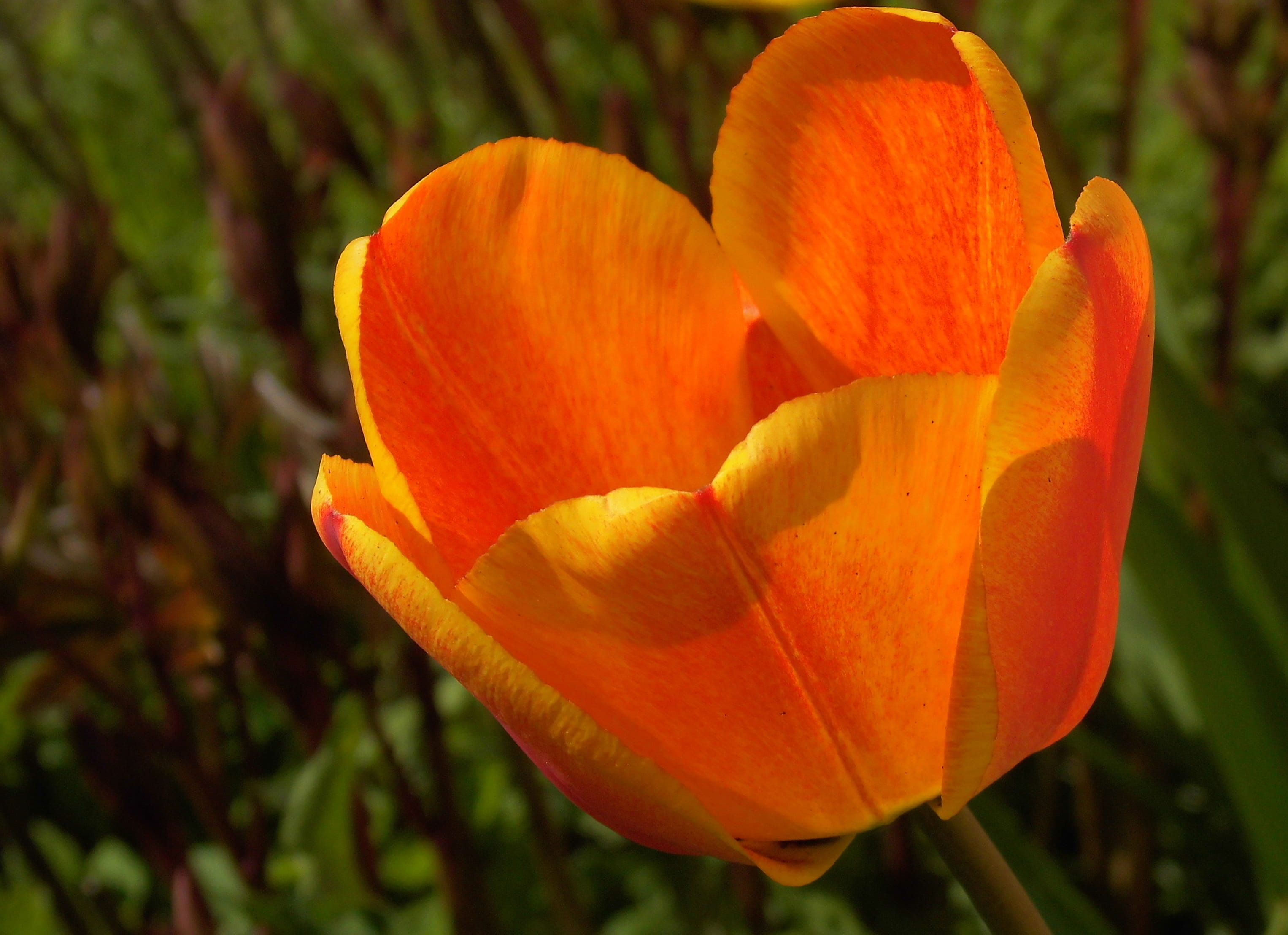 no people, ornamental plants, plant, petal, flower head, close-up, growth, orange, Spring, inflorescence, Tulipa, nature, focus on foreground, flower, Tulip, HD Wallpaper