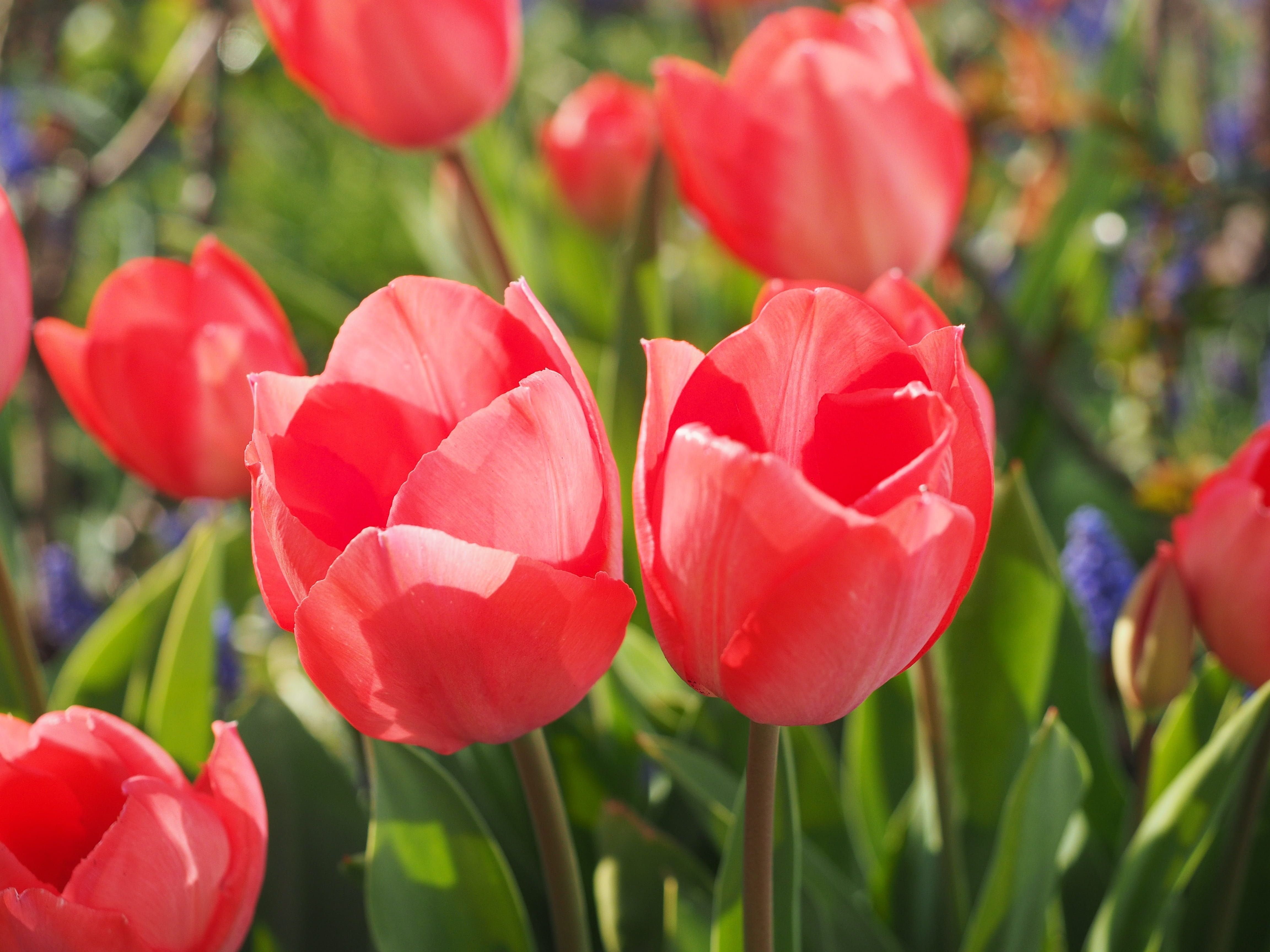 close-up, focus on foreground, flowering plant, no people, colorful, vulnerability, lily, fragility, petal, plant part, Close, color, freshness, day, plant stem, HD Wallpaper
