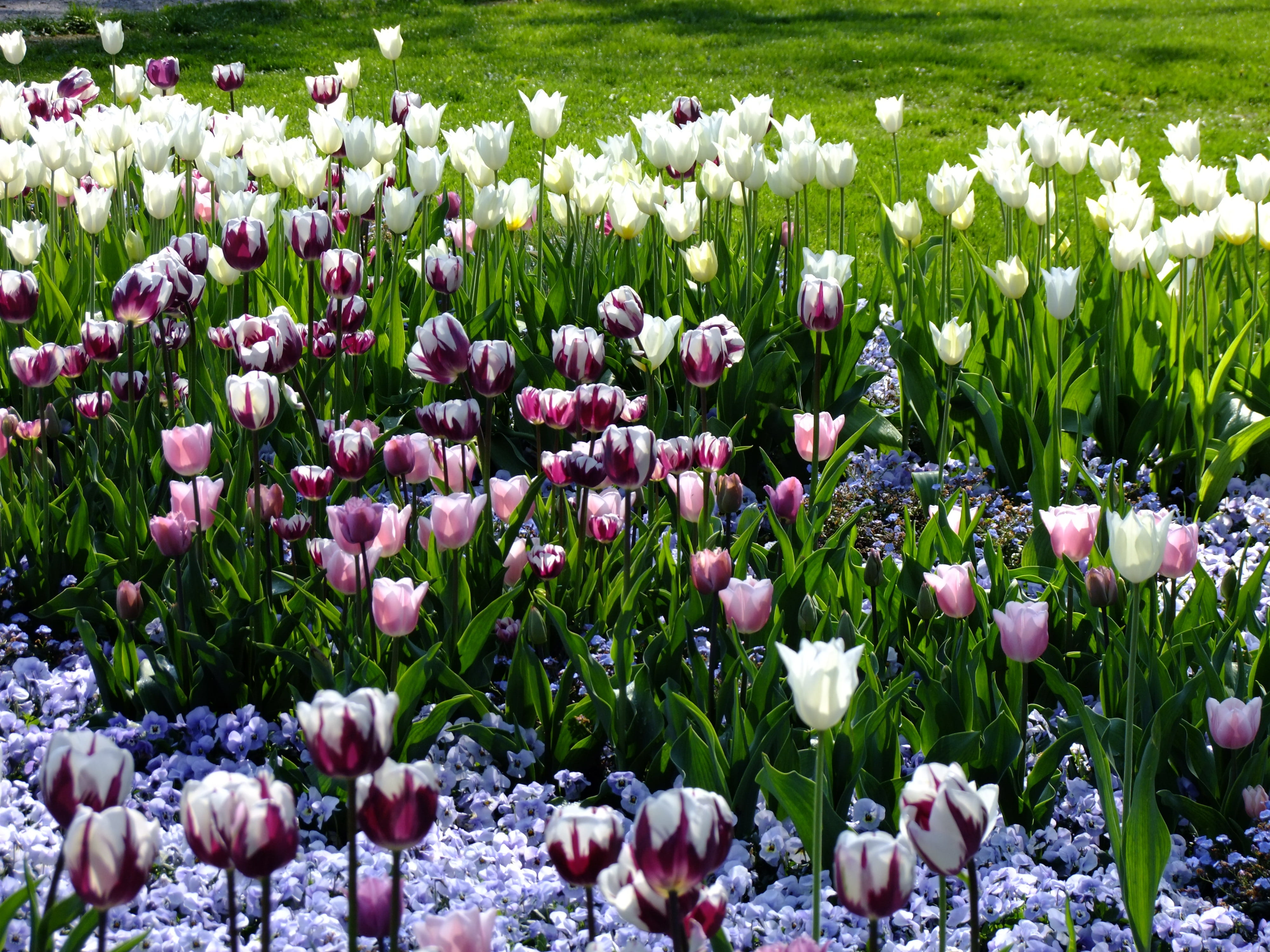 flower bed, white tulips, breeding tulip, growth, Tulipa, tulpenzwiebel, lily, schnittblume, field, springtime, no people, beauty in nature, petals, liliaceae, HD Wallpaper