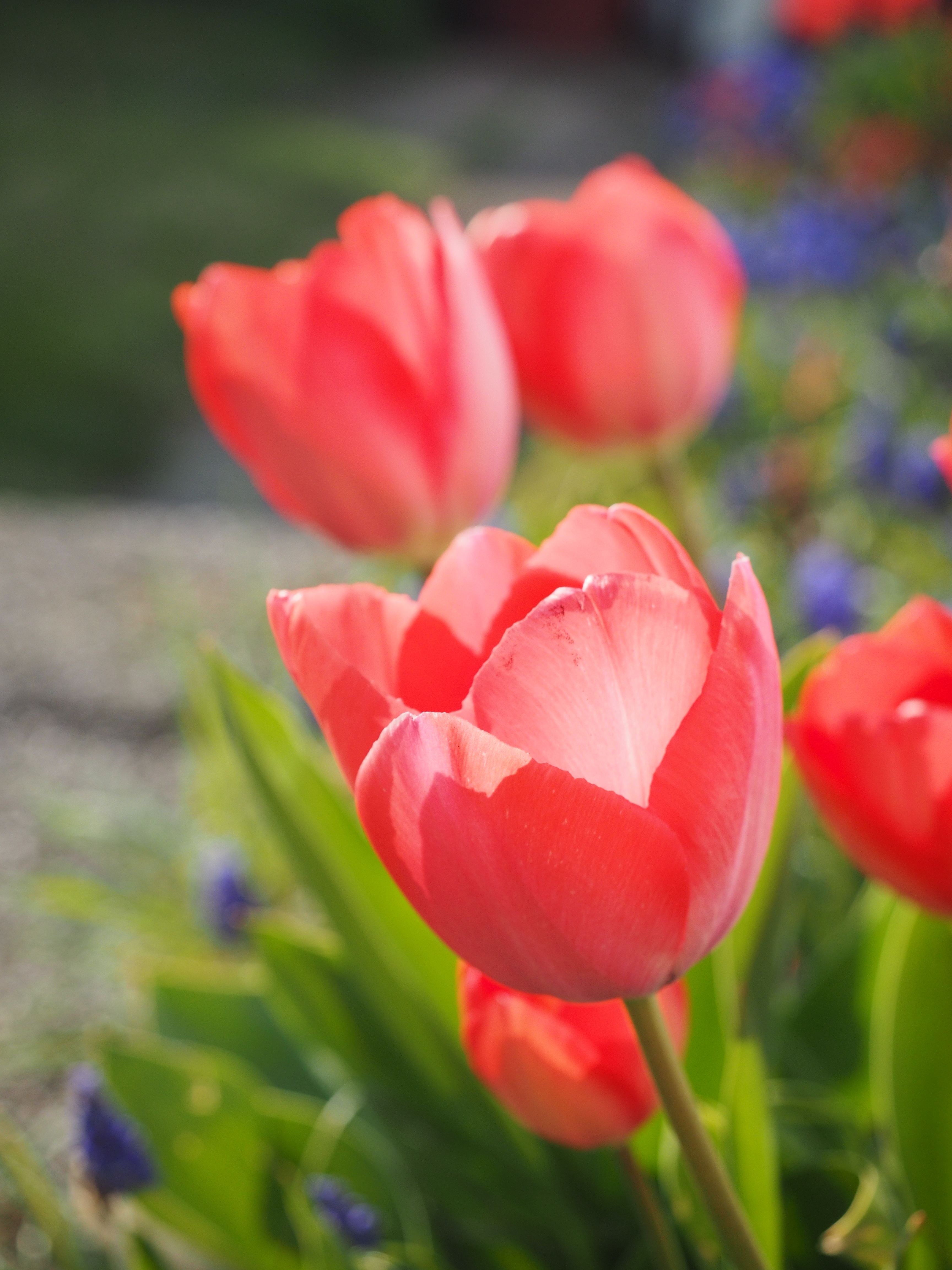 vulnerability, day, breeding tulip, flowering plant, outdoors, liliaceae, plant, flower, 4K, tulipa, growth, field, freshness, close-up, nature, tulip, Phone HD Wallpaper