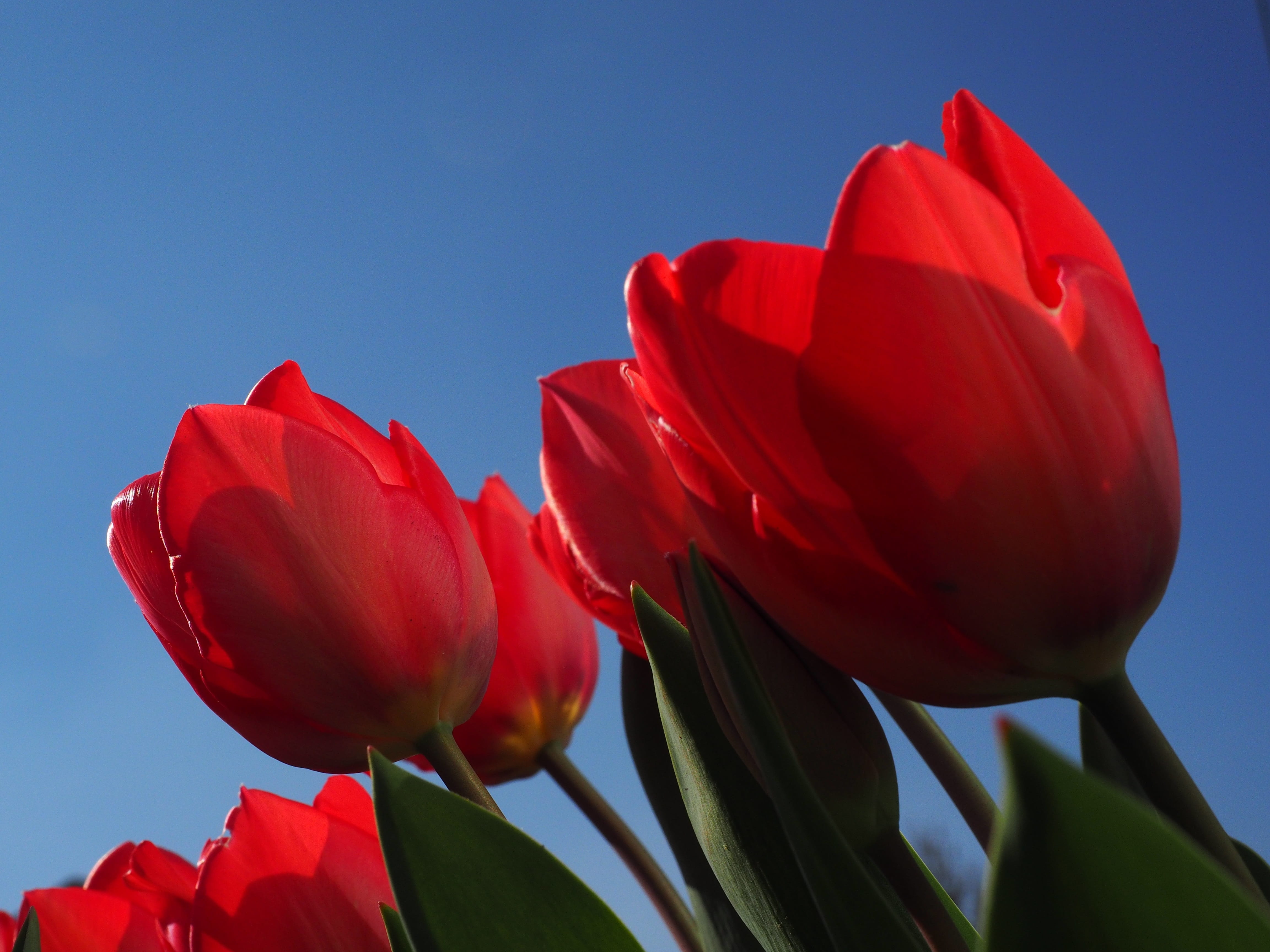 sky, plant, lily, growth, red, tulips, color, 4K, low angle view, petal, colorful, fragility, blue background, leaf, clear sky, spring, nature, flower, HD Wallpaper