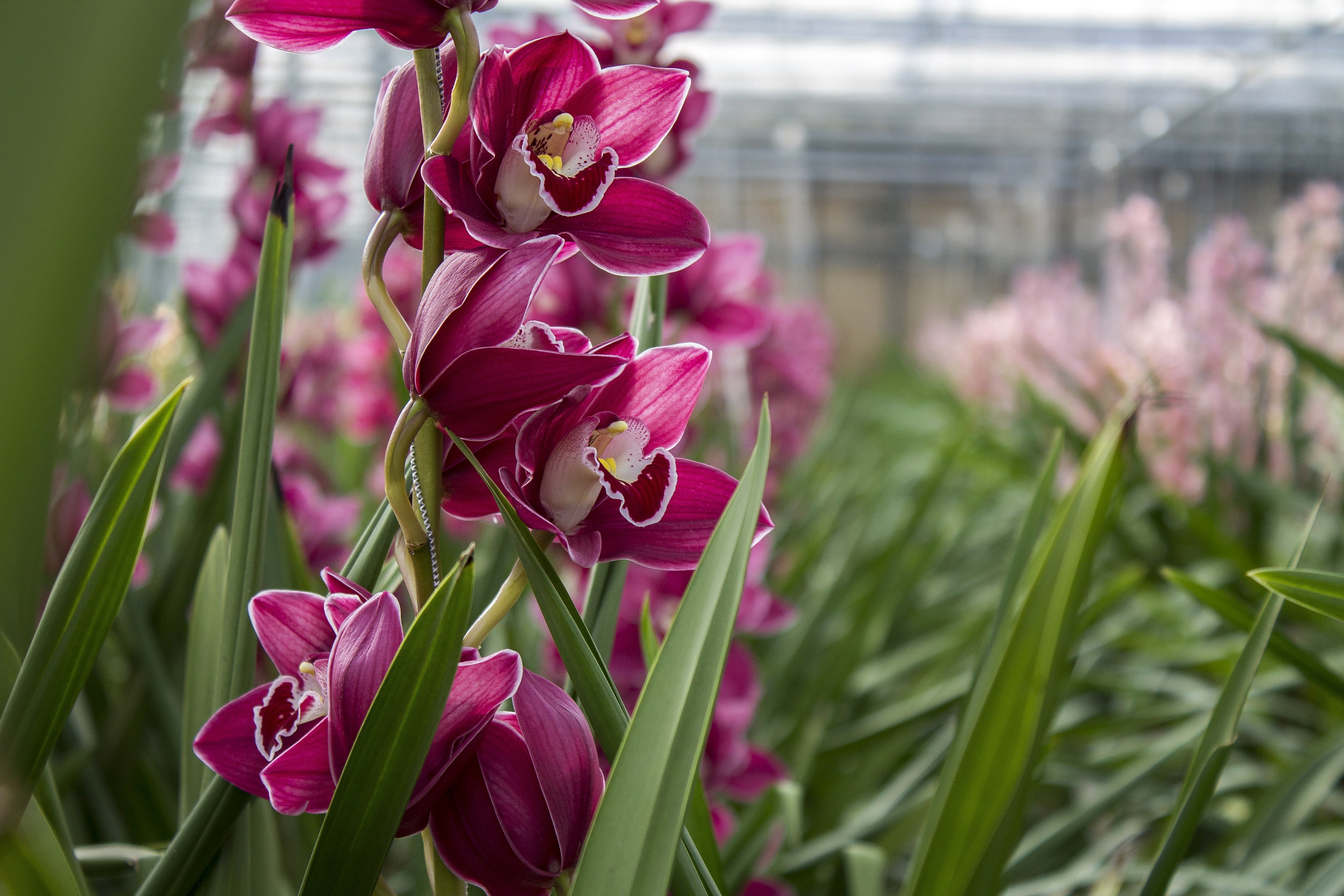greenhouse, springtime, plant, maroon, freshness, growth, petal, close-up, orchid, inflorescence, green, nursery, no people, garden, 4K, purple, leaves, HD Wallpaper