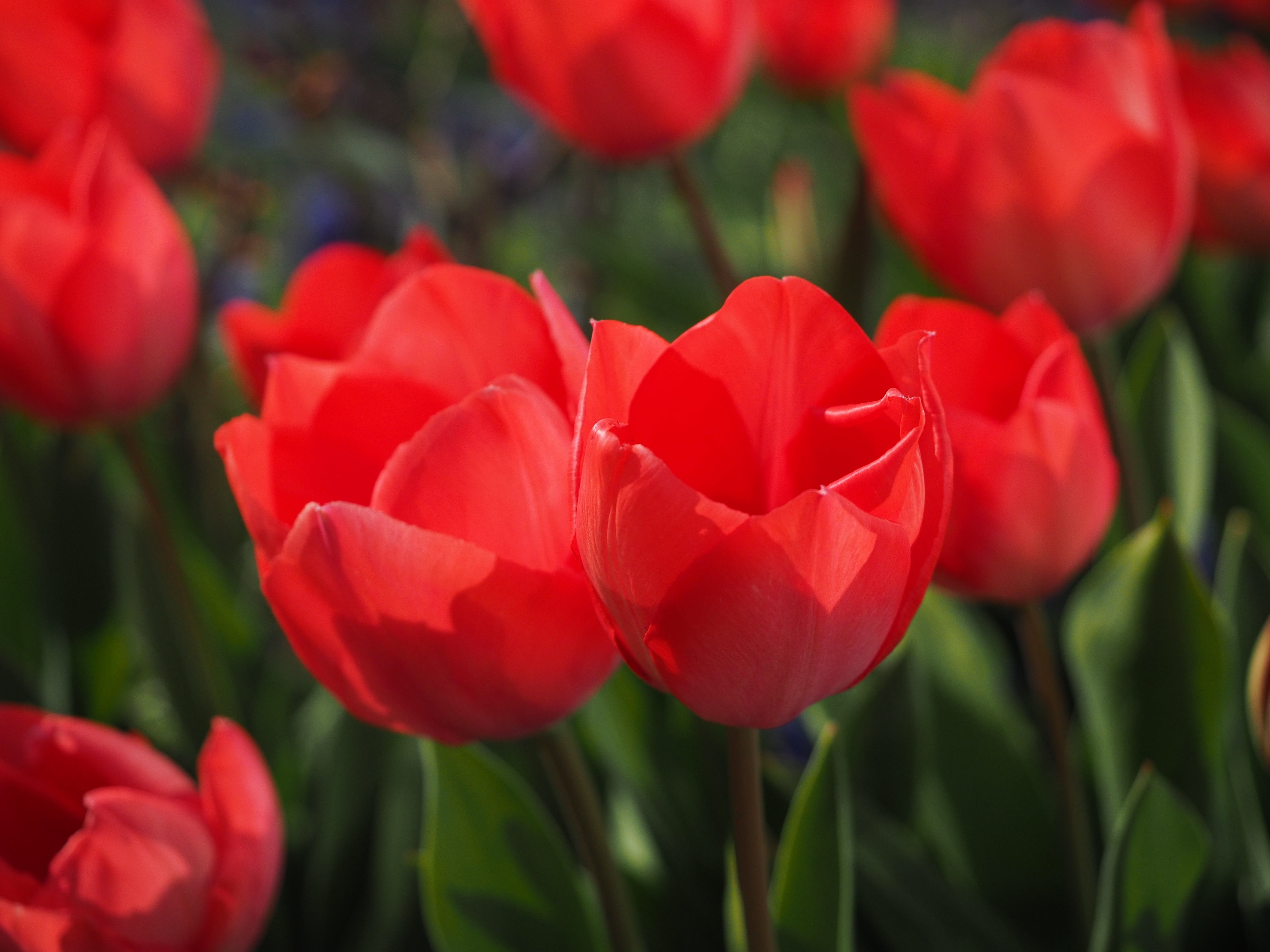 day, petal, tulips, ornamental plants, growth, botany, flowers, spring, lily, focus on foreground, flower, beauty in nature, close, close-up, colorful, HD Wallpaper