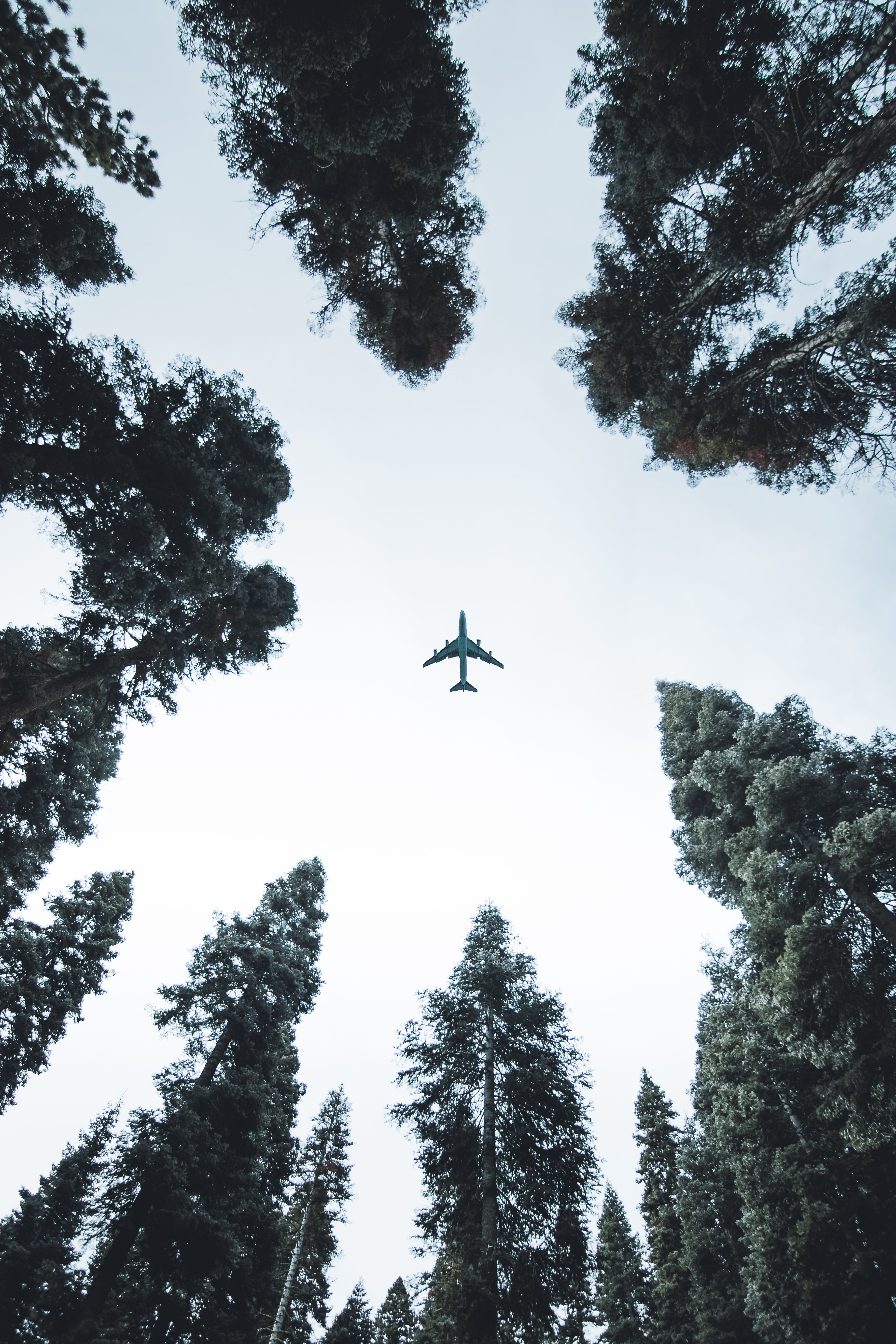 on the move, nature, 5K, tree, airplane, motion, plane, mid-air, forest, directly below, scenic, trees, outdoors, growth, sky, no people, transportation system, Phone HD Wallpaper