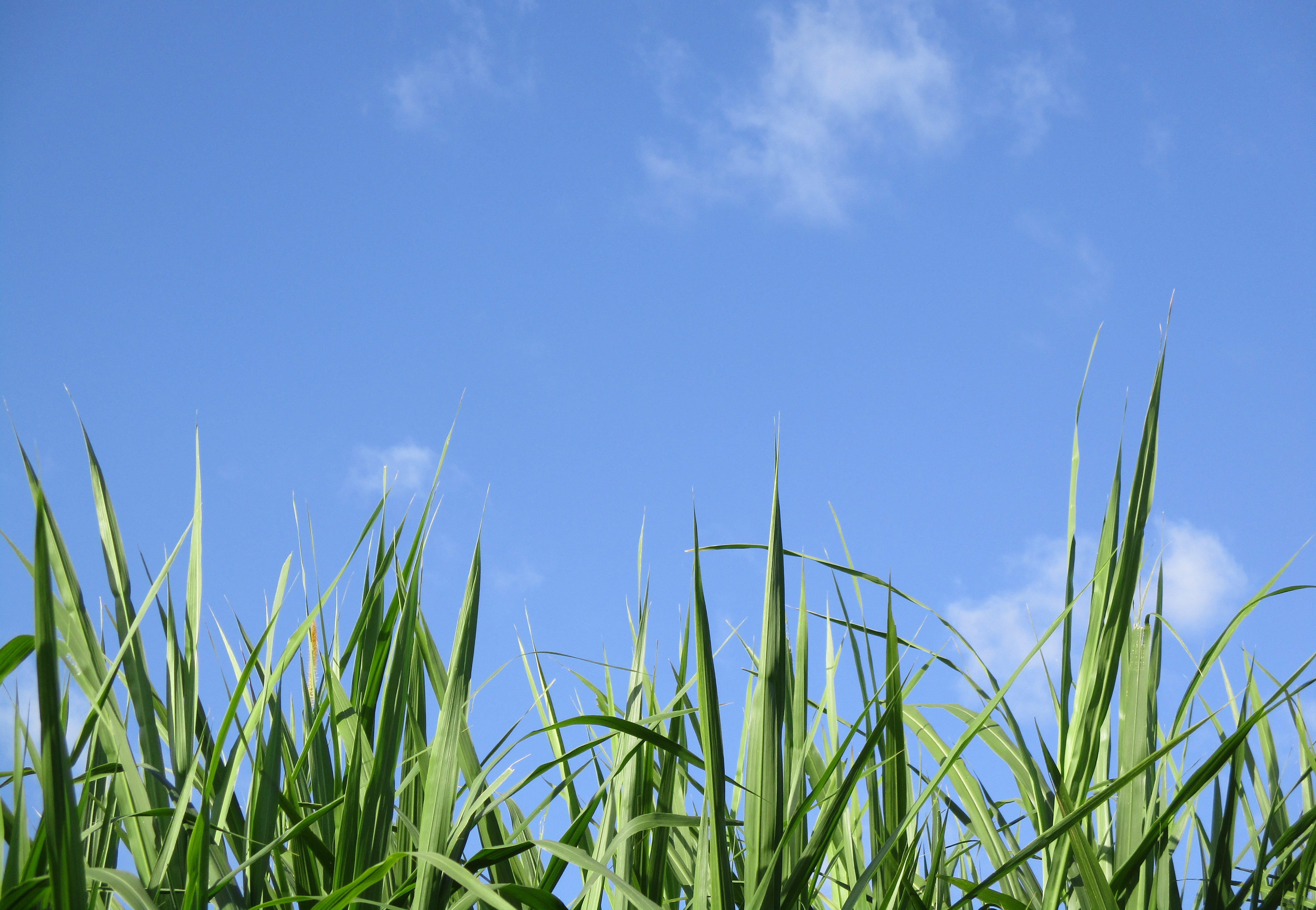 low angle view, day, touching, outdoors, land, clear, green, blade of grass, 5K, field, blue, growth, landscape, cloud - sky, surface level, nature, summer, HD Wallpaper