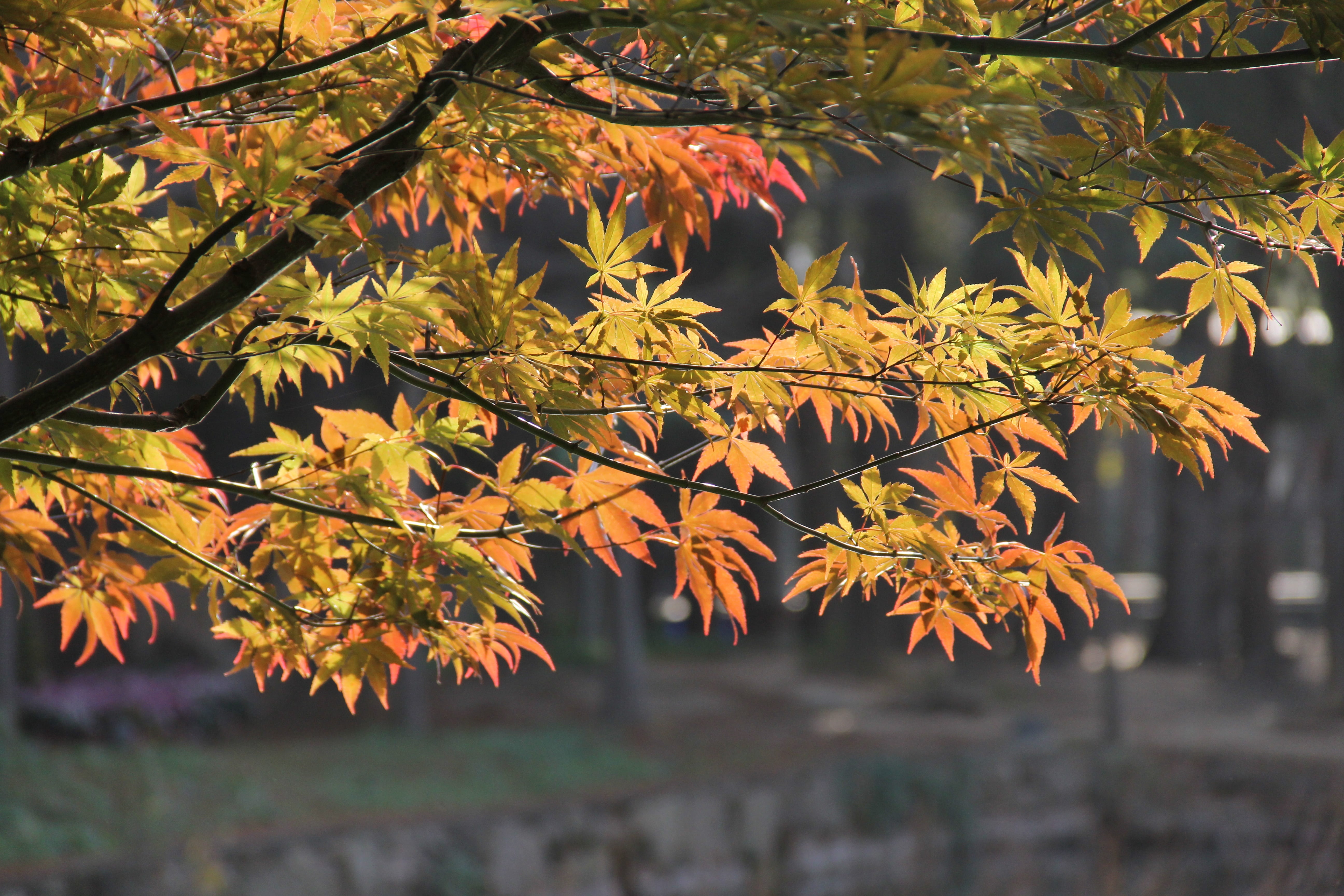 leaf, leaves, maple leaf, beauty in nature, no people, outdoors, close-up, plant, maple tree, garden, spring, autumn, nature, plant configuration, branch, HD Wallpaper