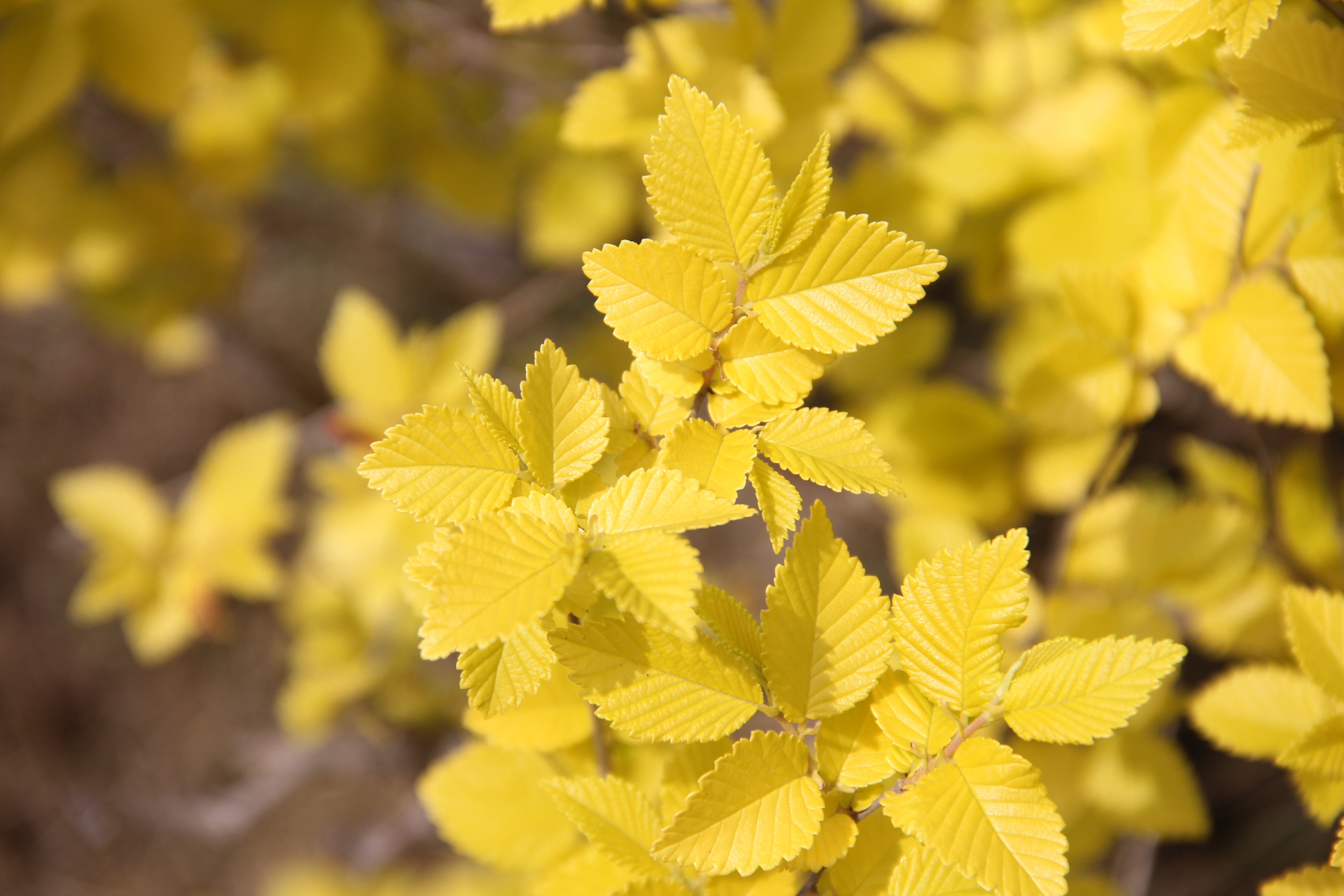 gold, day, freshness, outdoors, petal, 5K, focus on foreground, yellow, elm, spring, flowering plant, the scenery, flower head, selective focus, sunlight, HD Wallpaper