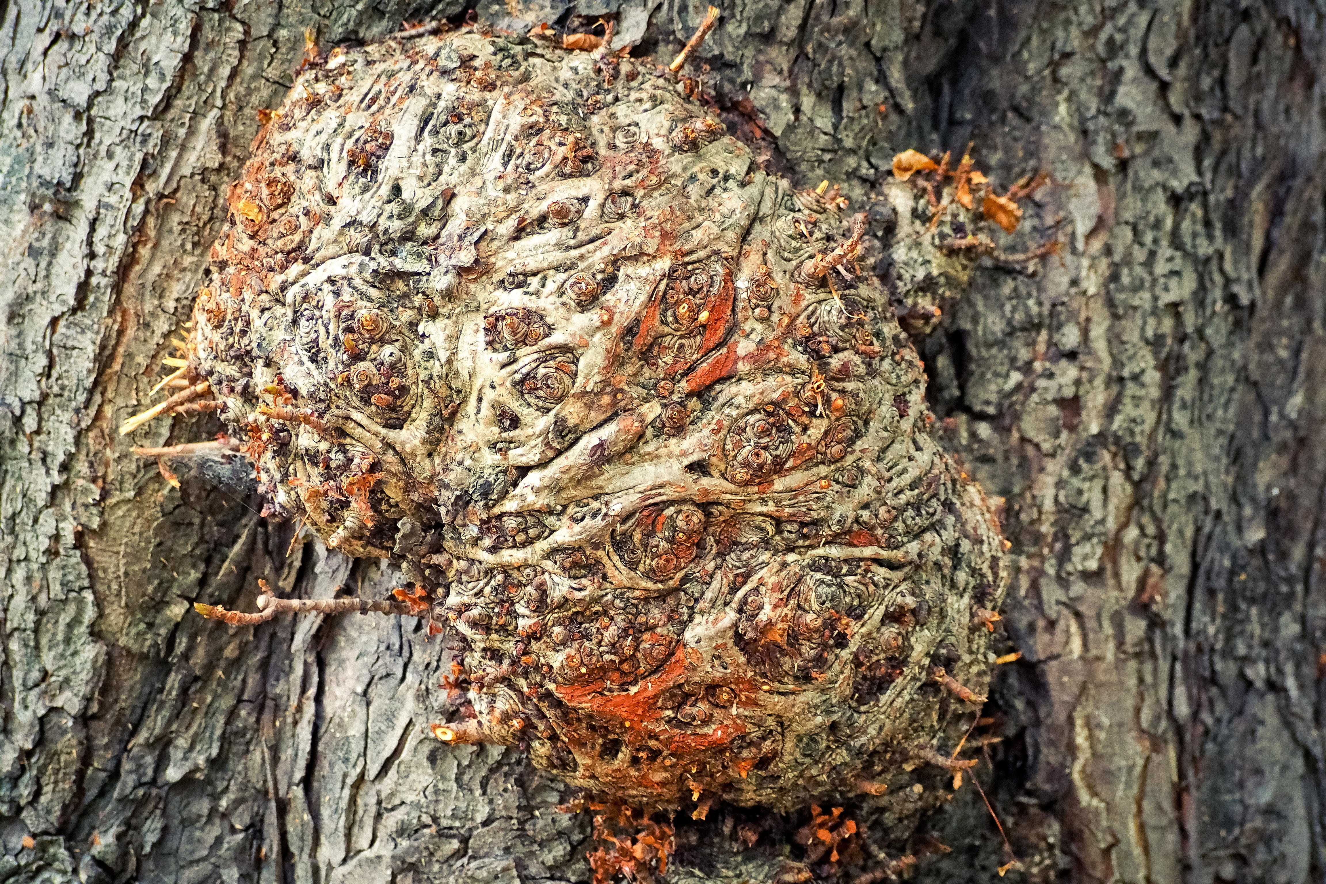 4K, pattern, weathering, textured, wood - material, gnarled, rough, background, structure, old wood, weave, plant bark, forest, backgrounds, close-up, HD Wallpaper