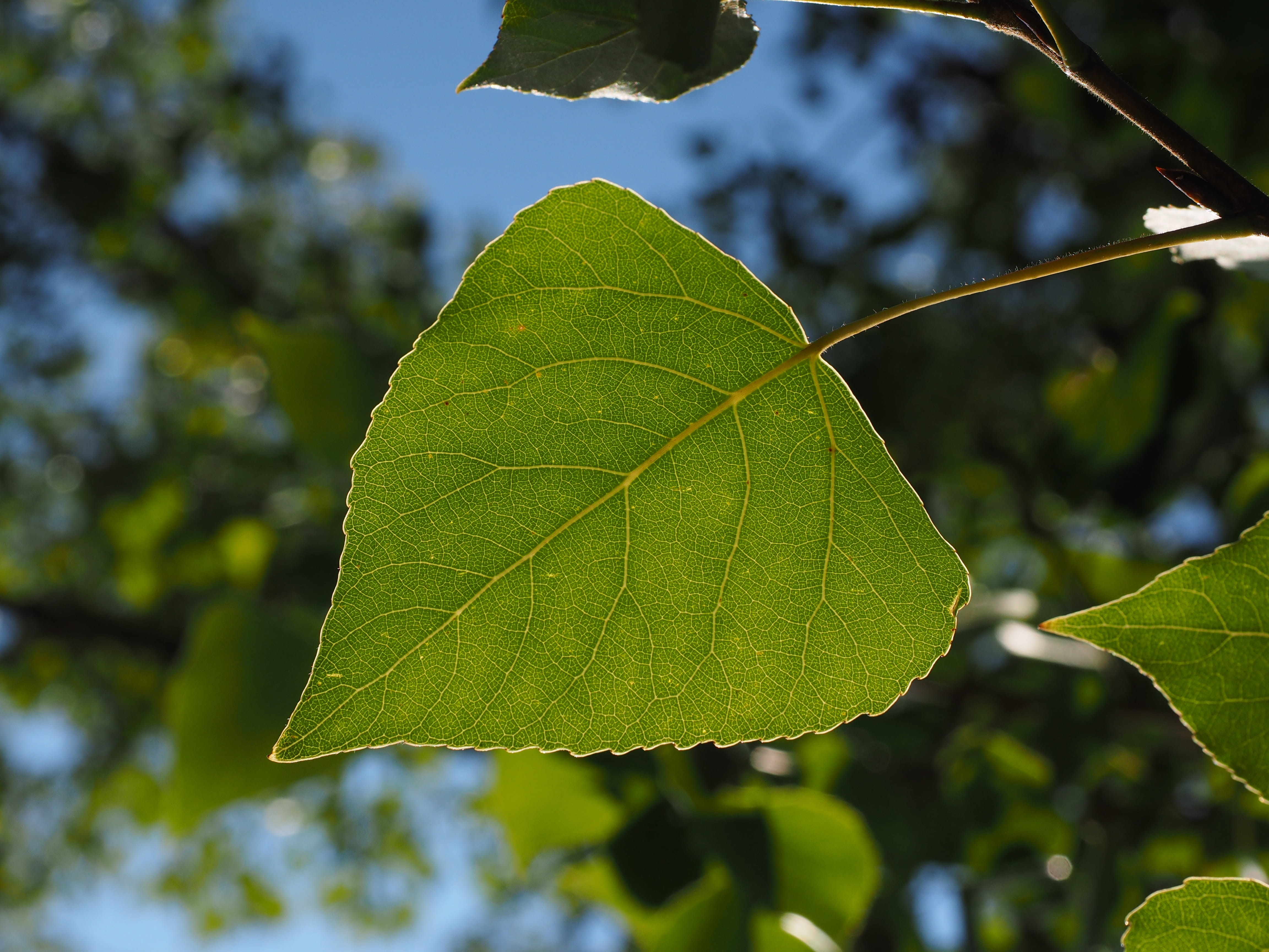 focus on foreground, green, fragility, branch, vulnerability, outdoors, sunlight, saar tree, salicaceae, green color, growth, populus, leaf, leaf veins, HD Wallpaper