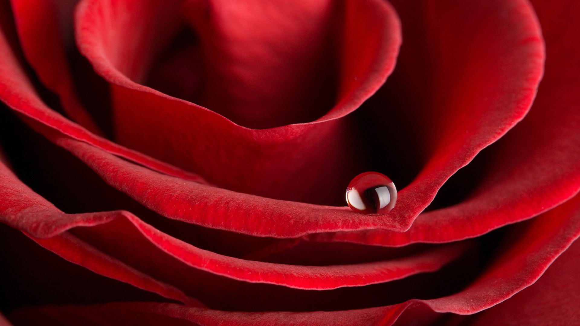 single, floral, nature, rose - flower, romance, birthday, freshness, flora, flower, growth, anniversary, texture, garden, valentine, celebration, plant, HD Wallpaper