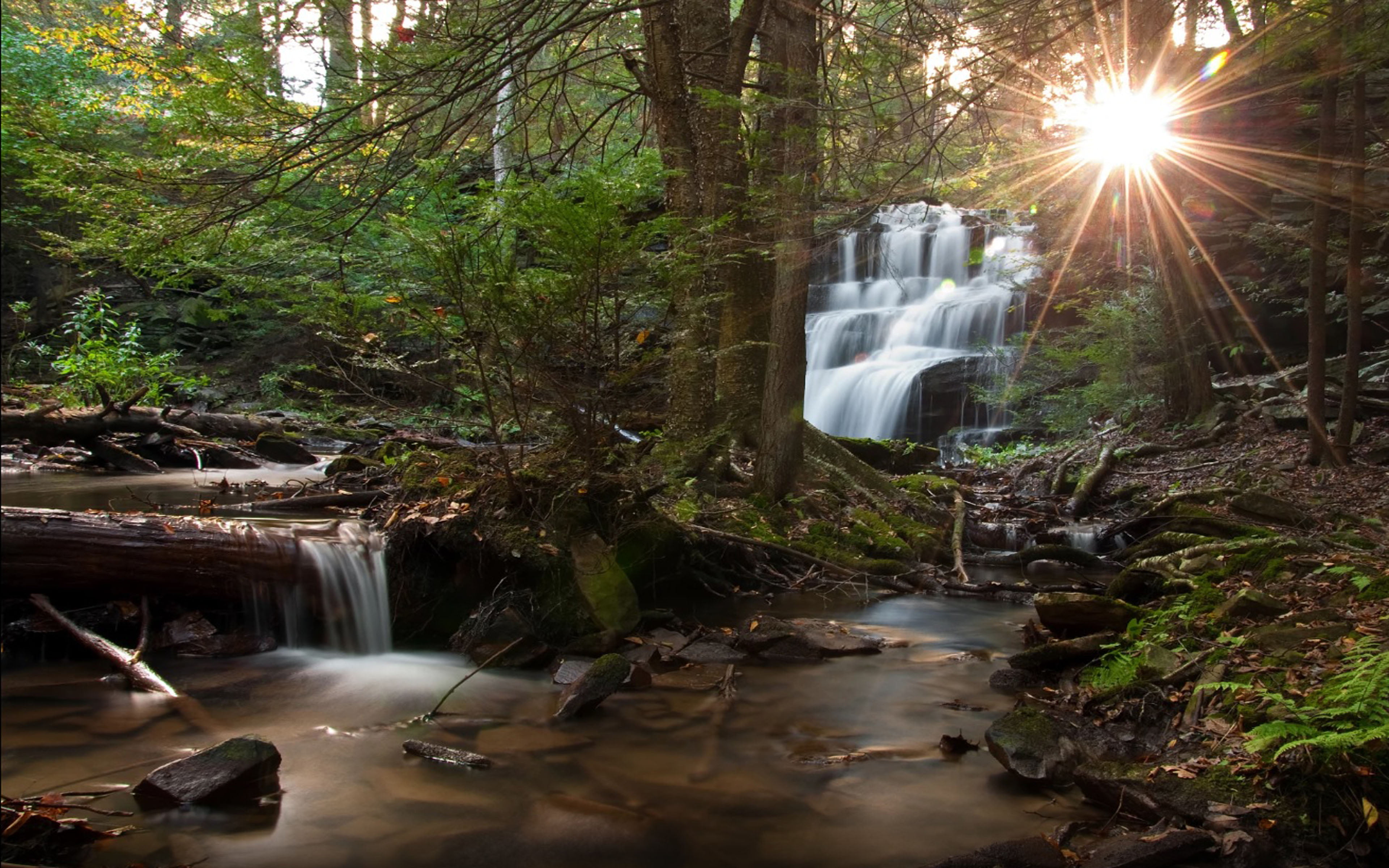 rainforest, blurred motion, tree, clinton, environment, growth, outdoors, falls, non-urban scene, water, scenics - nature, 4K, pennsylvania, plant, county, HD Wallpaper