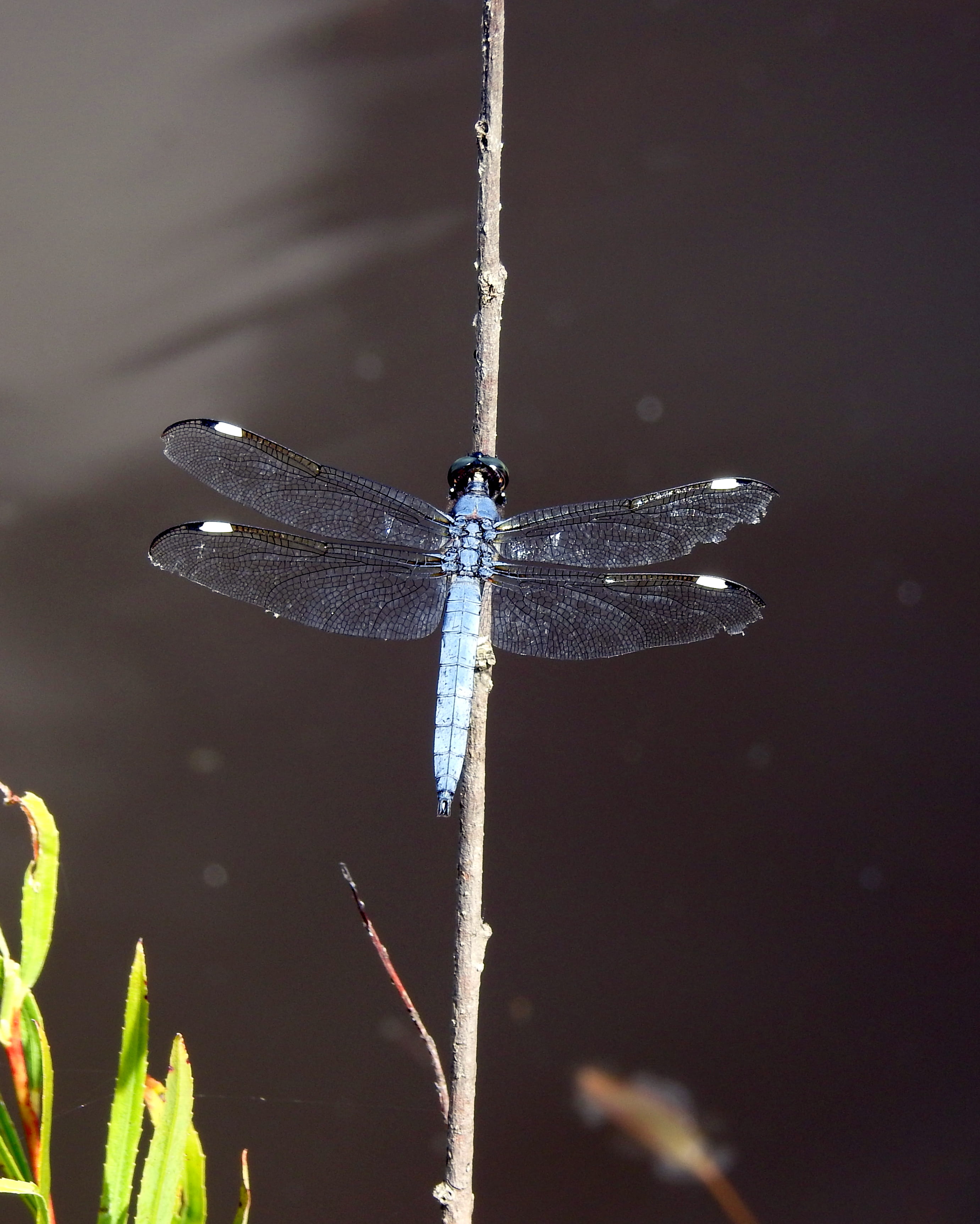 animal wildlife, one animal, united states, insect, no people, 2K, day, animal themes, beauty in nature, focus on foreground, animal wing, animal, nature, Phone HD Wallpaper