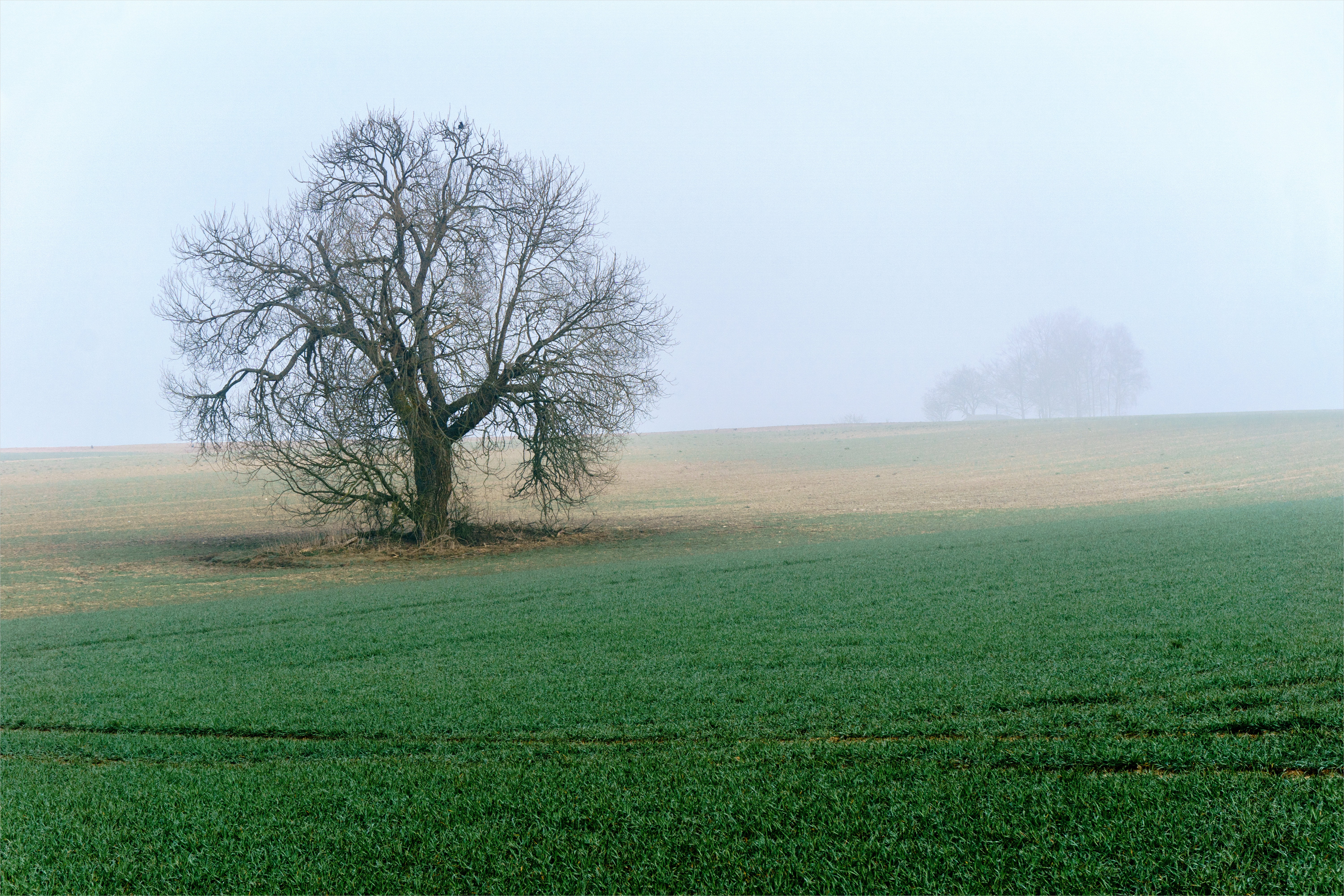 Explore, field, grass, season, rural Scene, green grass, tree, fog, nature, green, agriculture, Baum, Mettlach, mist, landscape, meadow, Deutschland, outdoors, HD Wallpaper