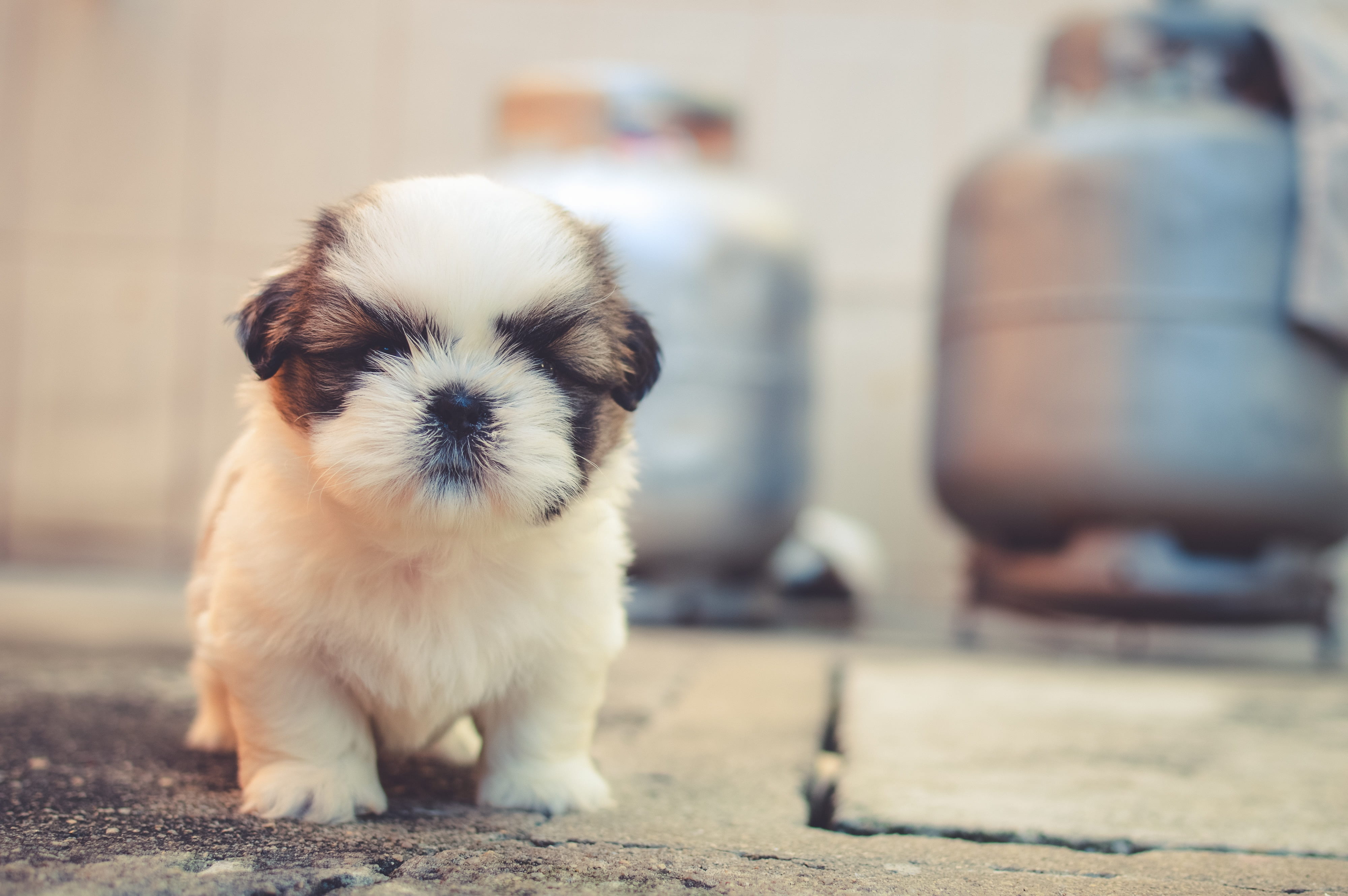 young animal, animal themes, tzu, animals, shih tzu, small, animal, one animal, cute, canine, floor, white, shih, tanks, mammal, pet, close-up, dog, 4K, HD Wallpaper