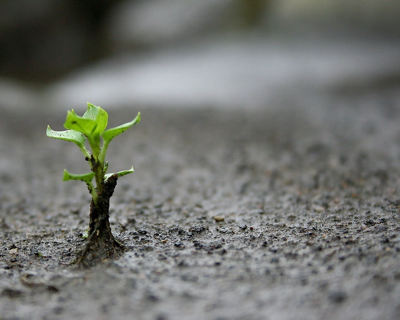 outdoors, surface, no people, beginnings, nature, selective focus, sapling, leafed, 720P, close-up, stones, plant, freshness, selective, vulnerability, HD Wallpaper