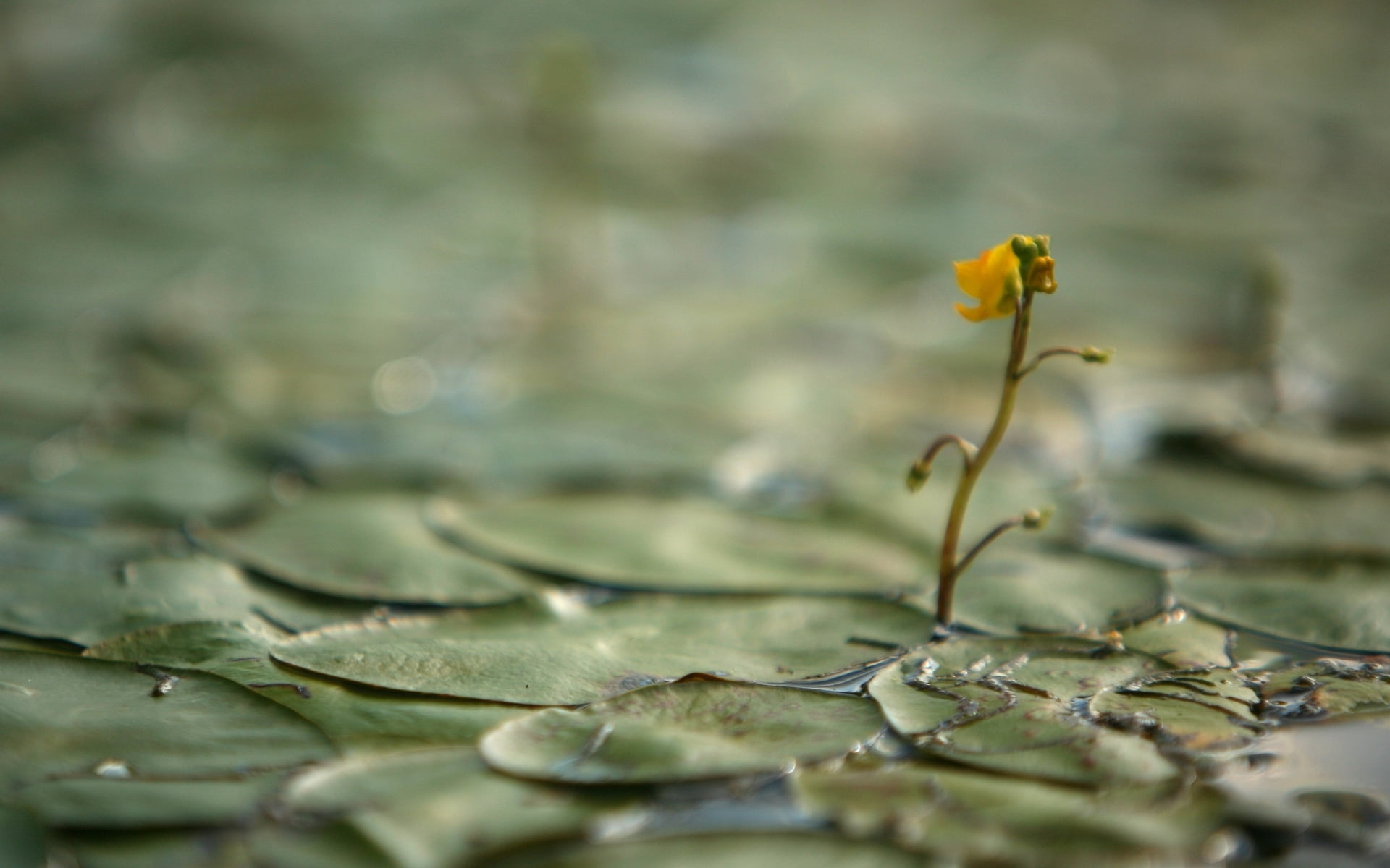 springtime, yellow, rain, selective focus, floating, abstract, macro, petal, 1080P, vulnerability, sprout, fragility, nature, water, backgrounds, glare, HD Wallpaper