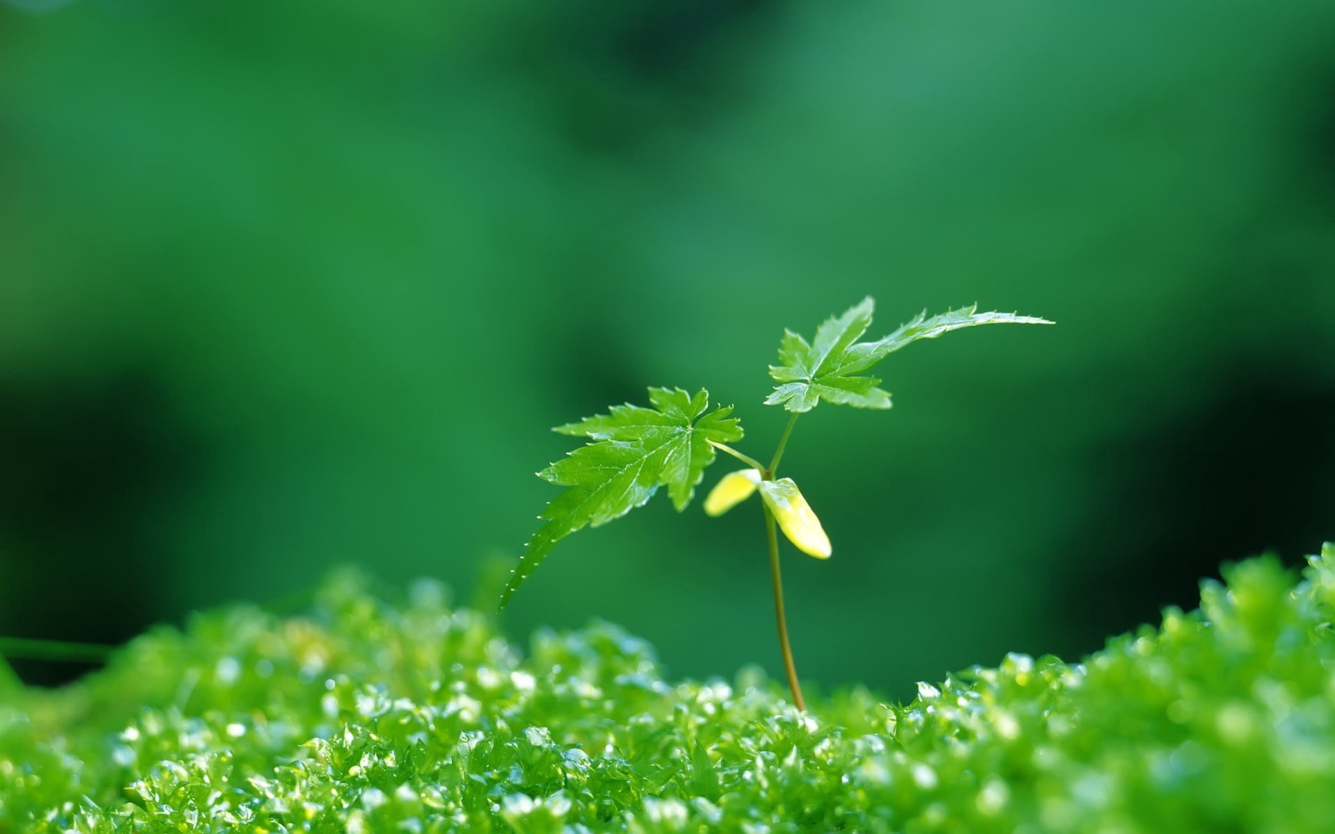 small, plant, plant part, surface, vulnerability, leaves, no people, day, selective focus, land, freshness, grass, nature, field, germ, focus on foreground, HD Wallpaper