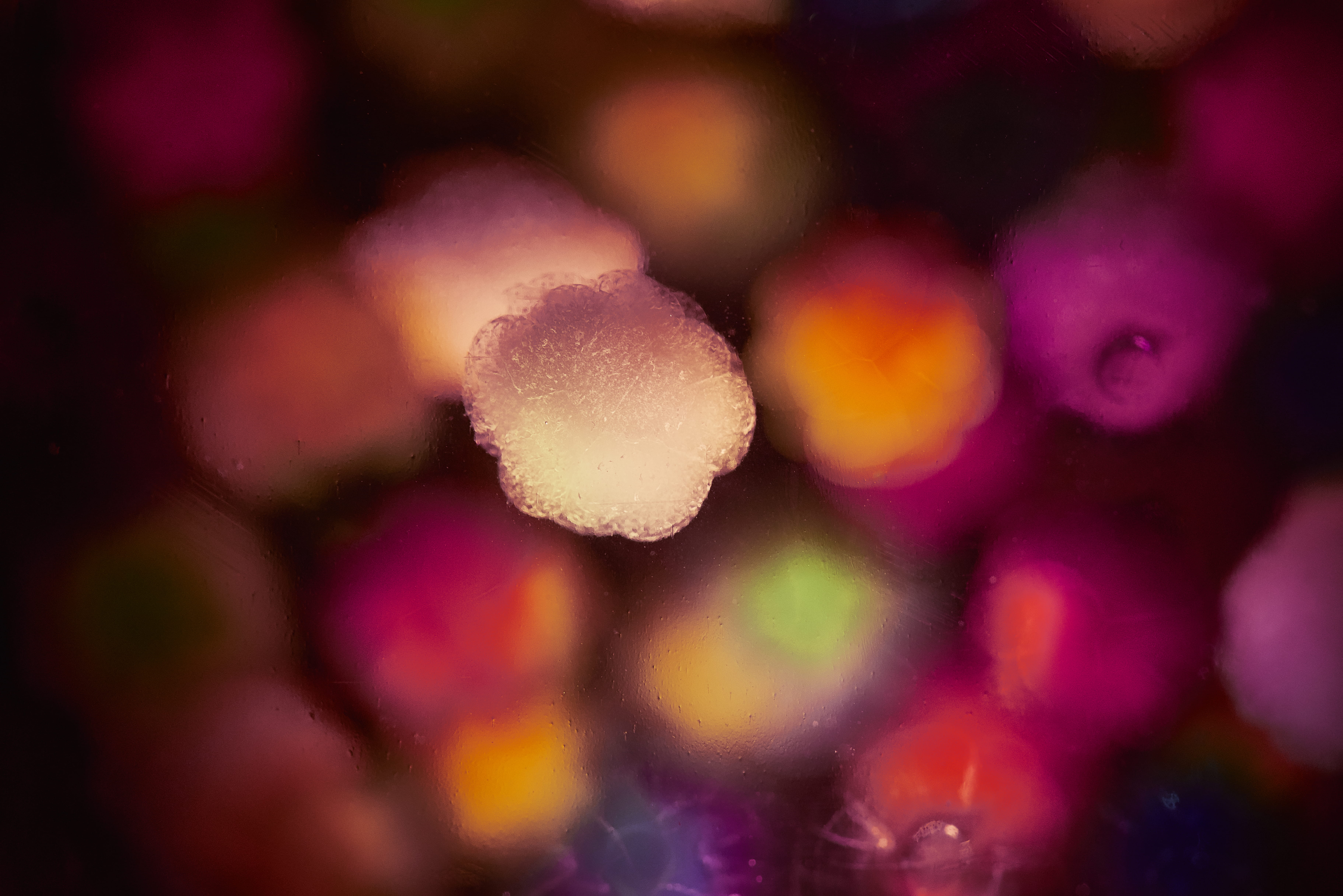 close-up, cell, vegetable, medical, allergens, no people, 5K, macro, pollen, abstract, defocused, indoors, flower, molecules, light, food, snow, selective focus, HD Wallpaper