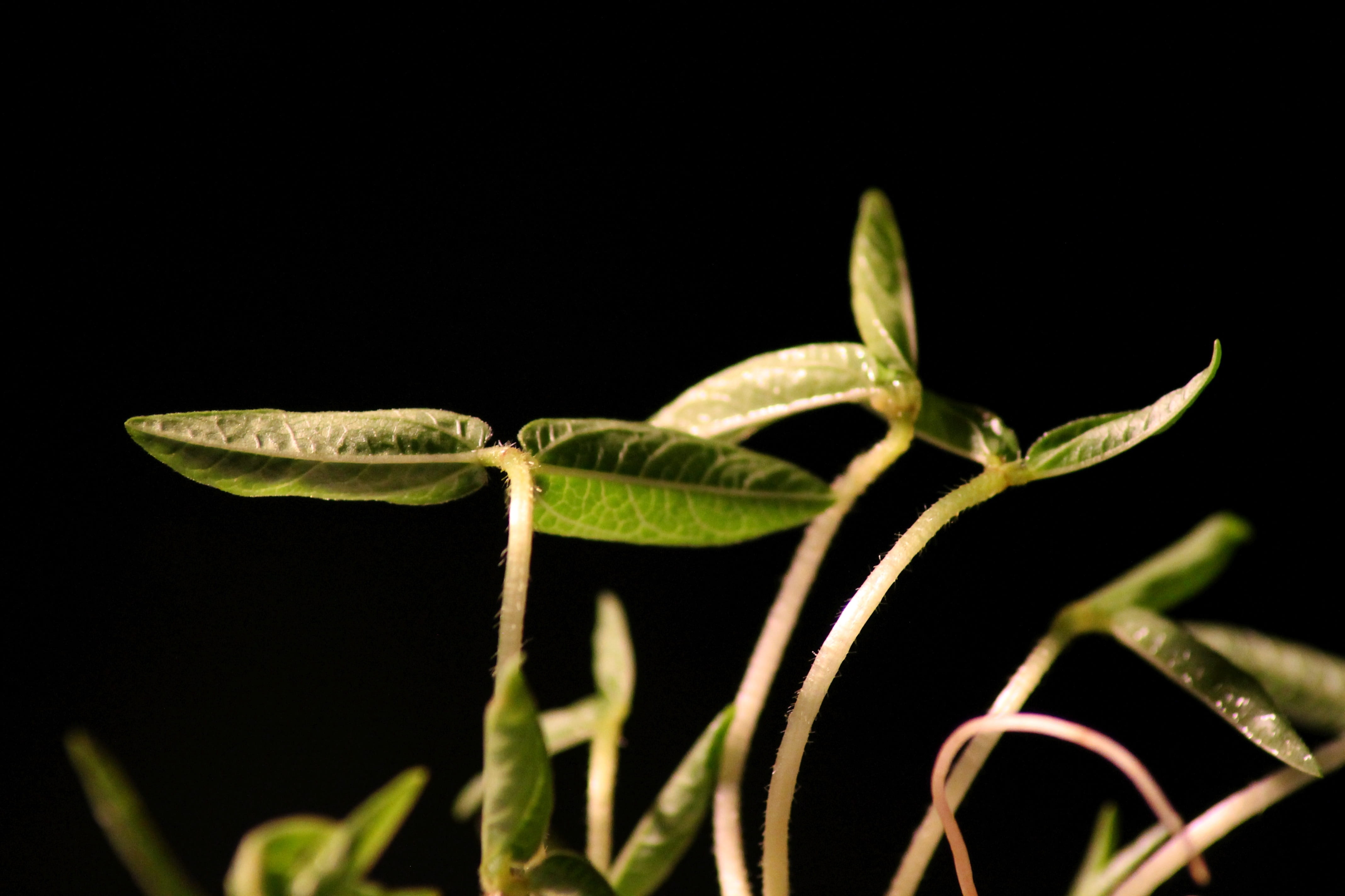 nature, germ leaves, animals in the wild, seedling, growth, animal wildlife, no people, plant stem, one animal, engine, black background, studio shot, healthy, HD Wallpaper