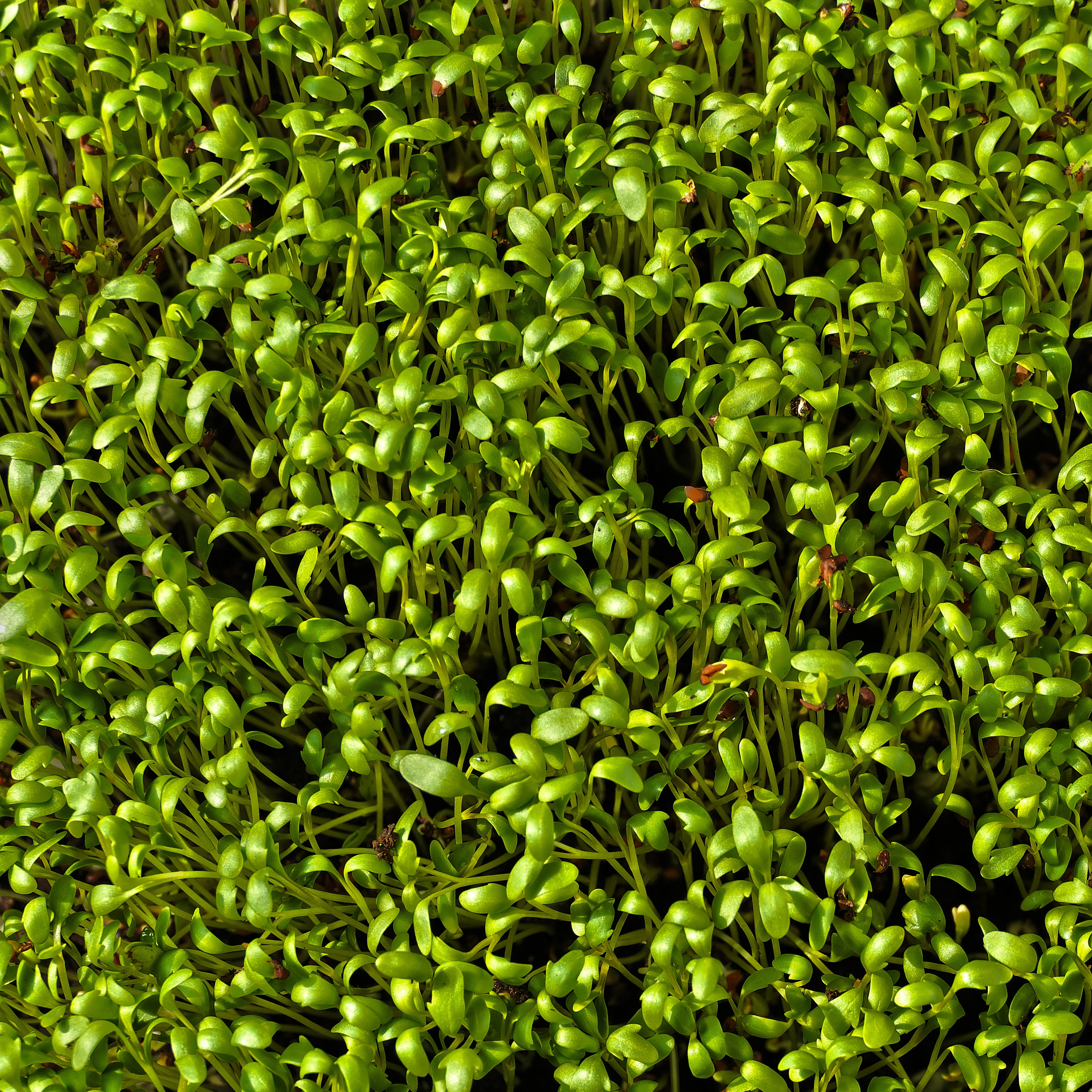 green color, foliage, natural product, close-up, wellbeing, close up, freshness, plant, texture, herb garden, herbs, pattern, outdoors, background, leaf, Phone HD Wallpaper