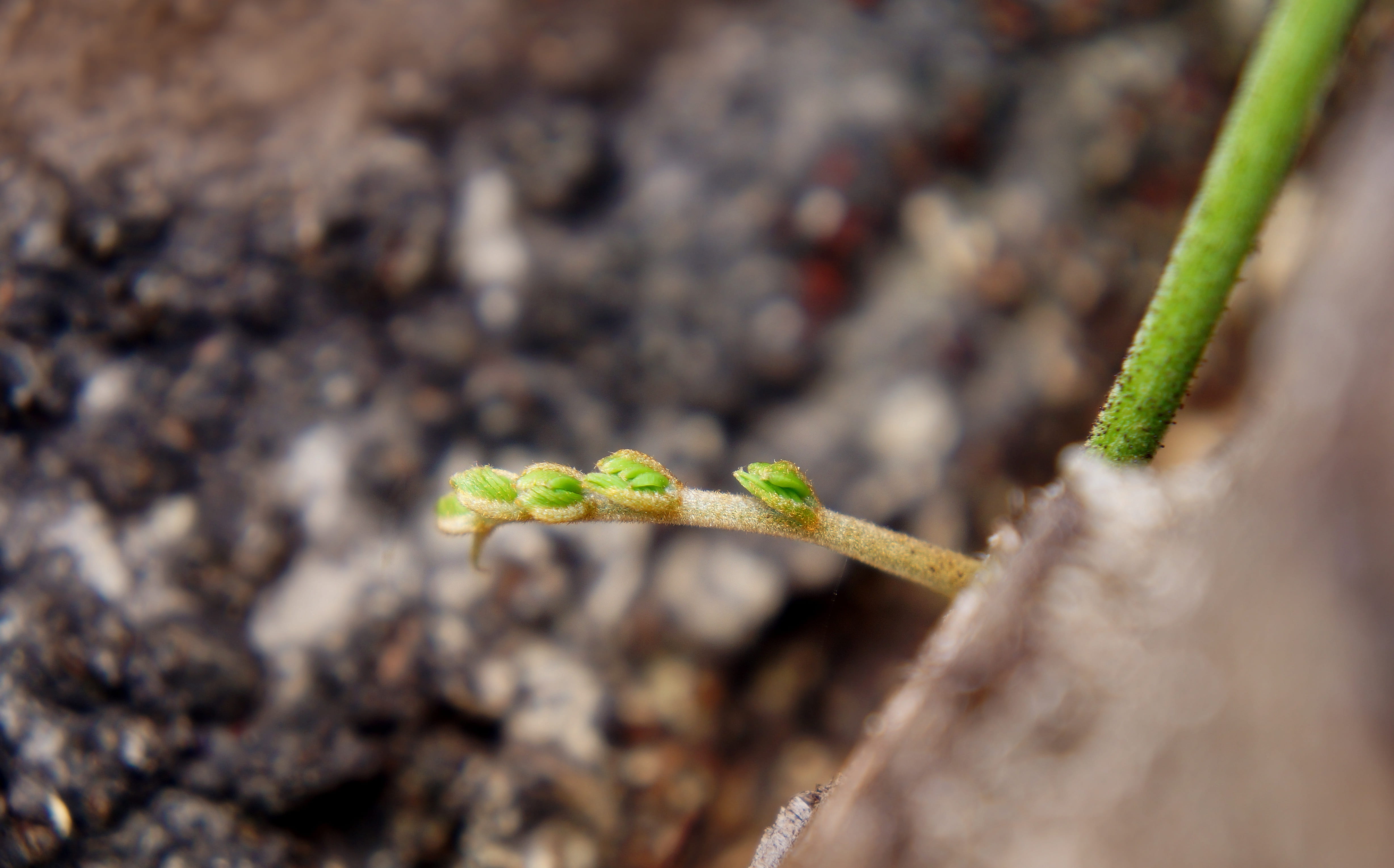 leaf, animal, beauty in nature, natural, selective focus, outdoors, close-up, land, plant, vulnerability, dirt, hut non, trees, germ, green color, no people, HD Wallpaper