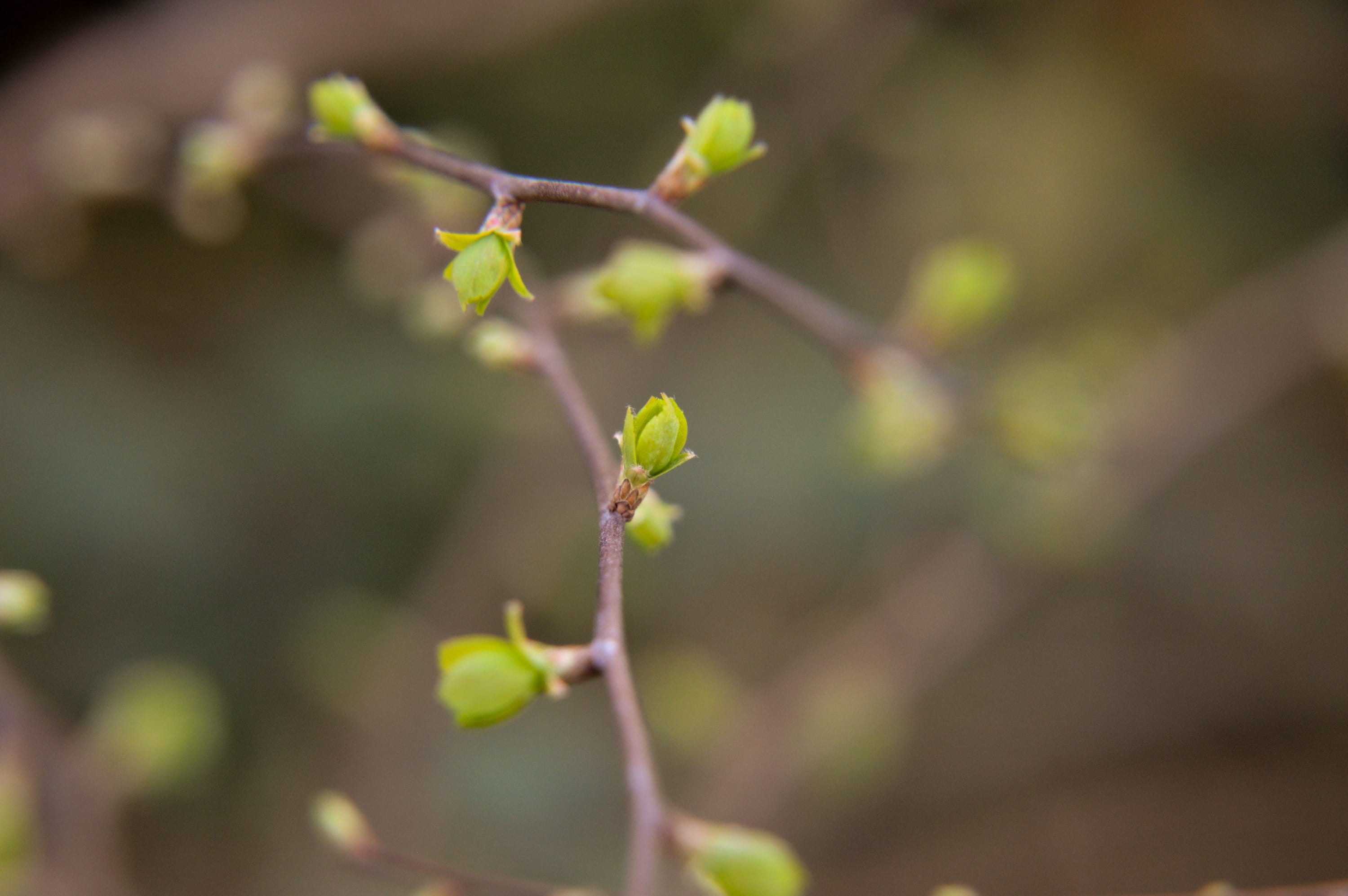 beginnings, bud, plant, fragility, growth, beauty in nature, day, green color, season, germ, tree, green, selective focus, outdoors, plant stem, 2K, leaf, HD Wallpaper