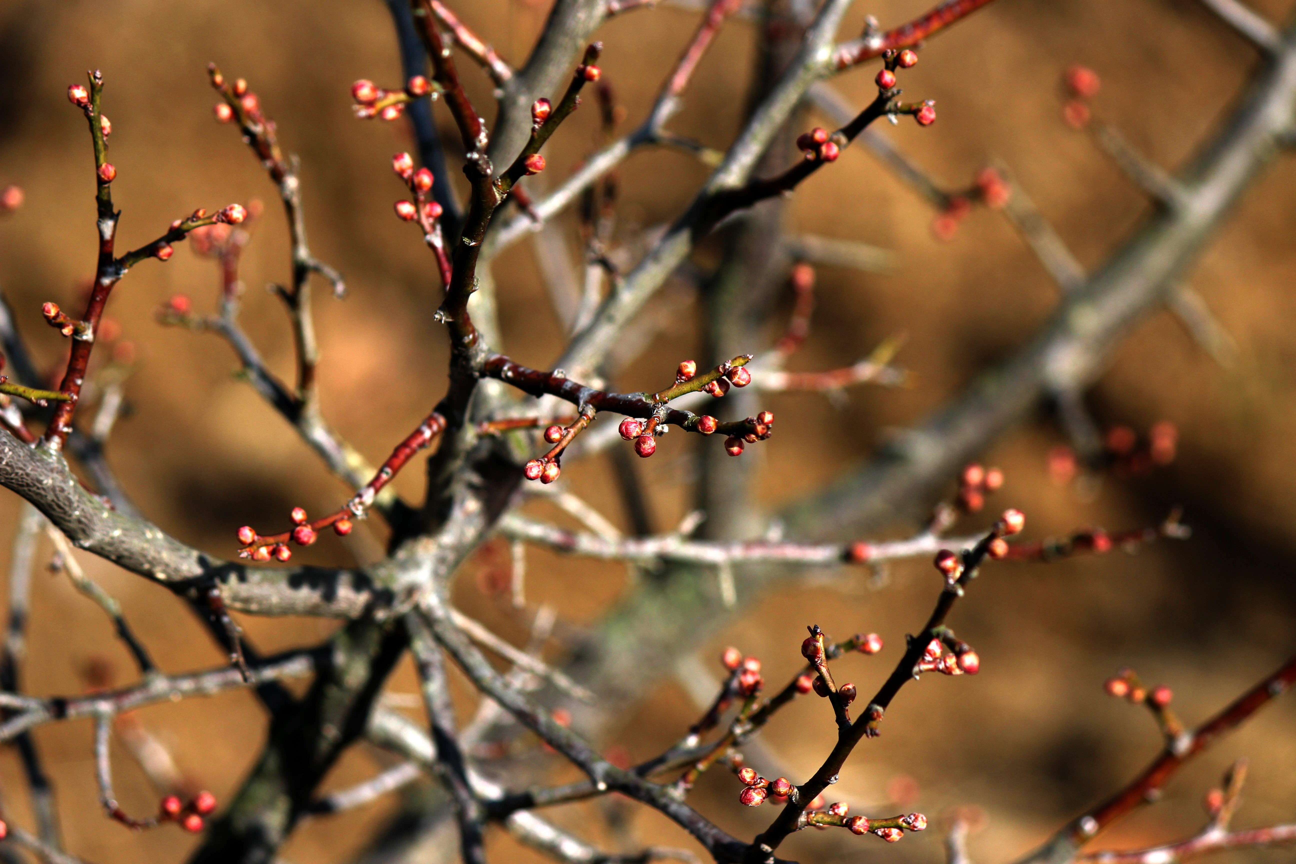 wood, selective focus, plum trees, branch, day, nature, food and drink, plum sprout, outdoors, spring, plant, growth, food, change, 5K, sterile, red, healthy eating, HD Wallpaper