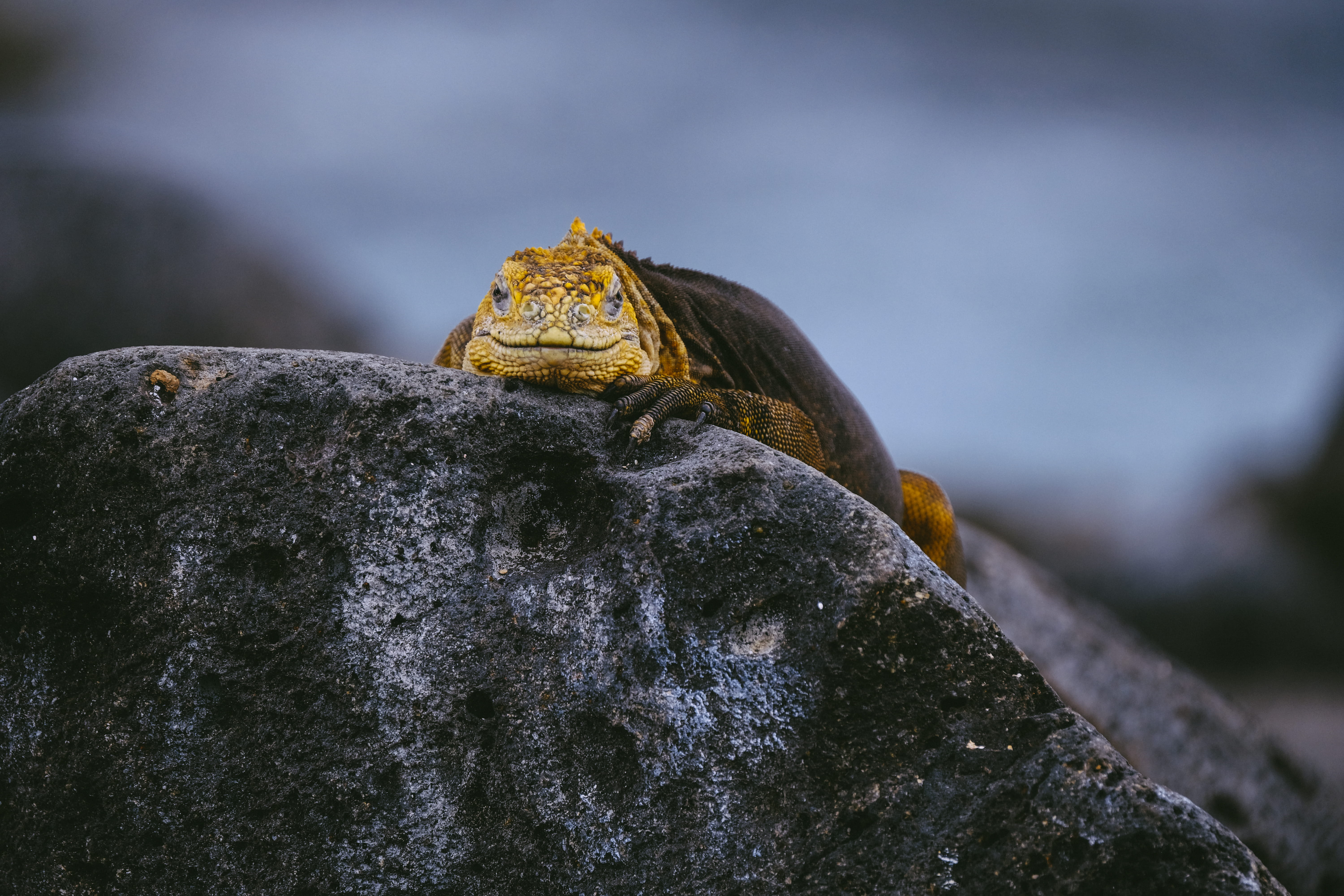 vertebrate, mammal, reptile, nature, sea life, green lizard, box turtle, statue, sculpture, rock, one animal, rock - object, solid, gecko, 5K, lizard, HD Wallpaper