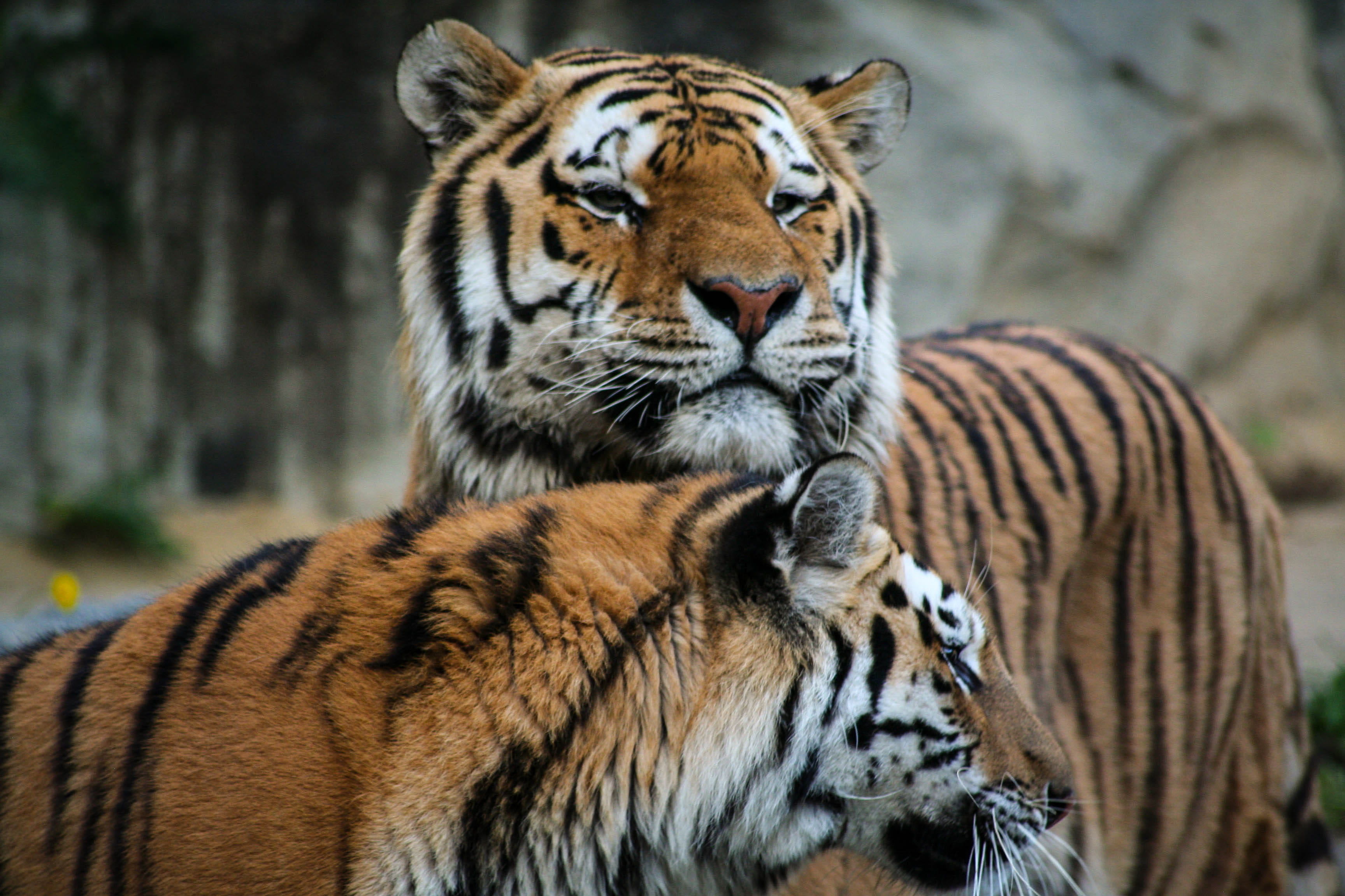 feline, big cat, animal, zoo, outdoors, close-up, group of animals, ocelot, box turtle, animal themes, hunting, panther, focus on foreground, black, food, HD Wallpaper