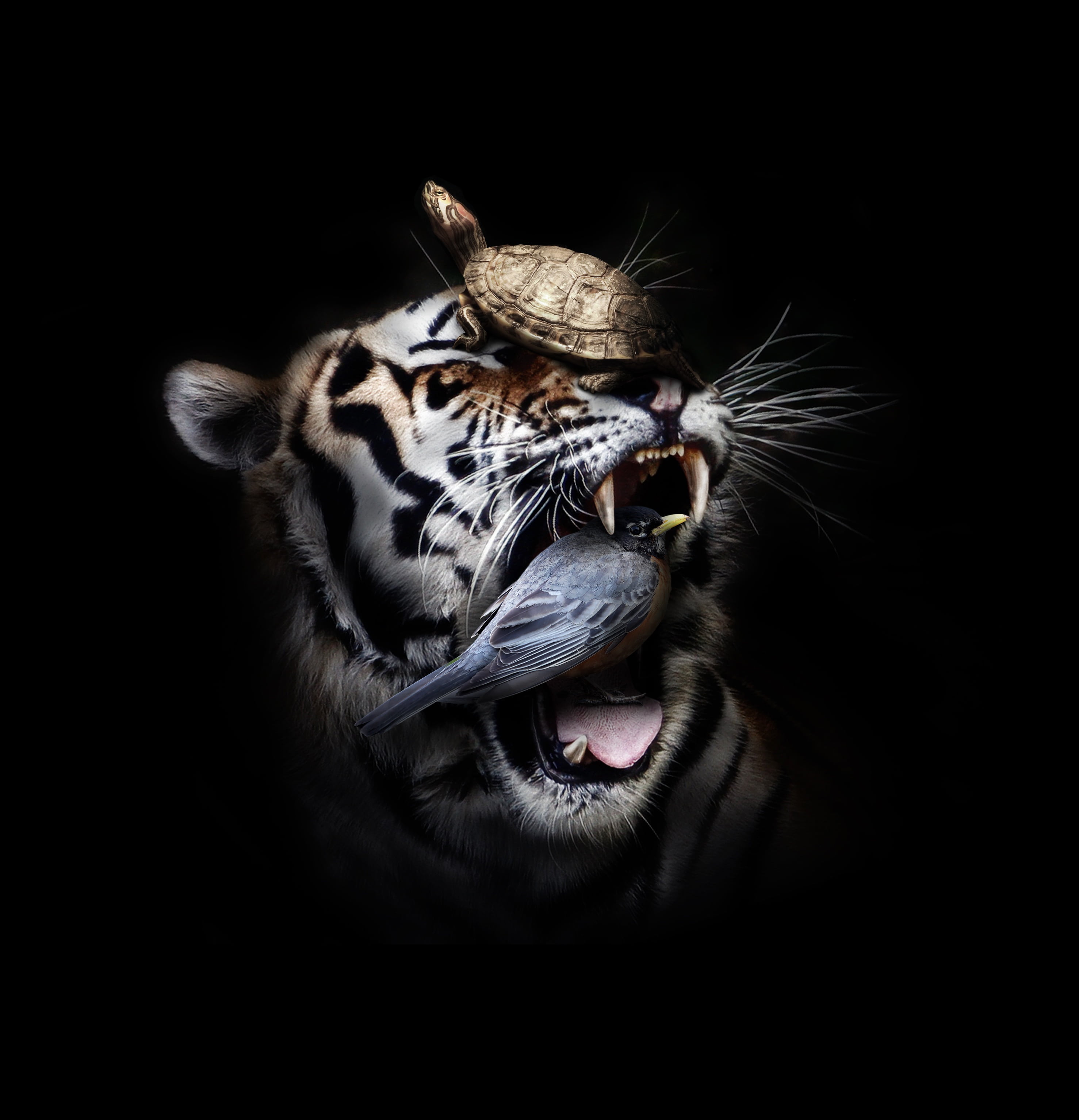 looking at camera, animal mouth, animal, mouth, one animal, animals in the wild, headshot, bird, turtle, birds, animal tongue, roaring, whisker, surreal, Phone HD Wallpaper