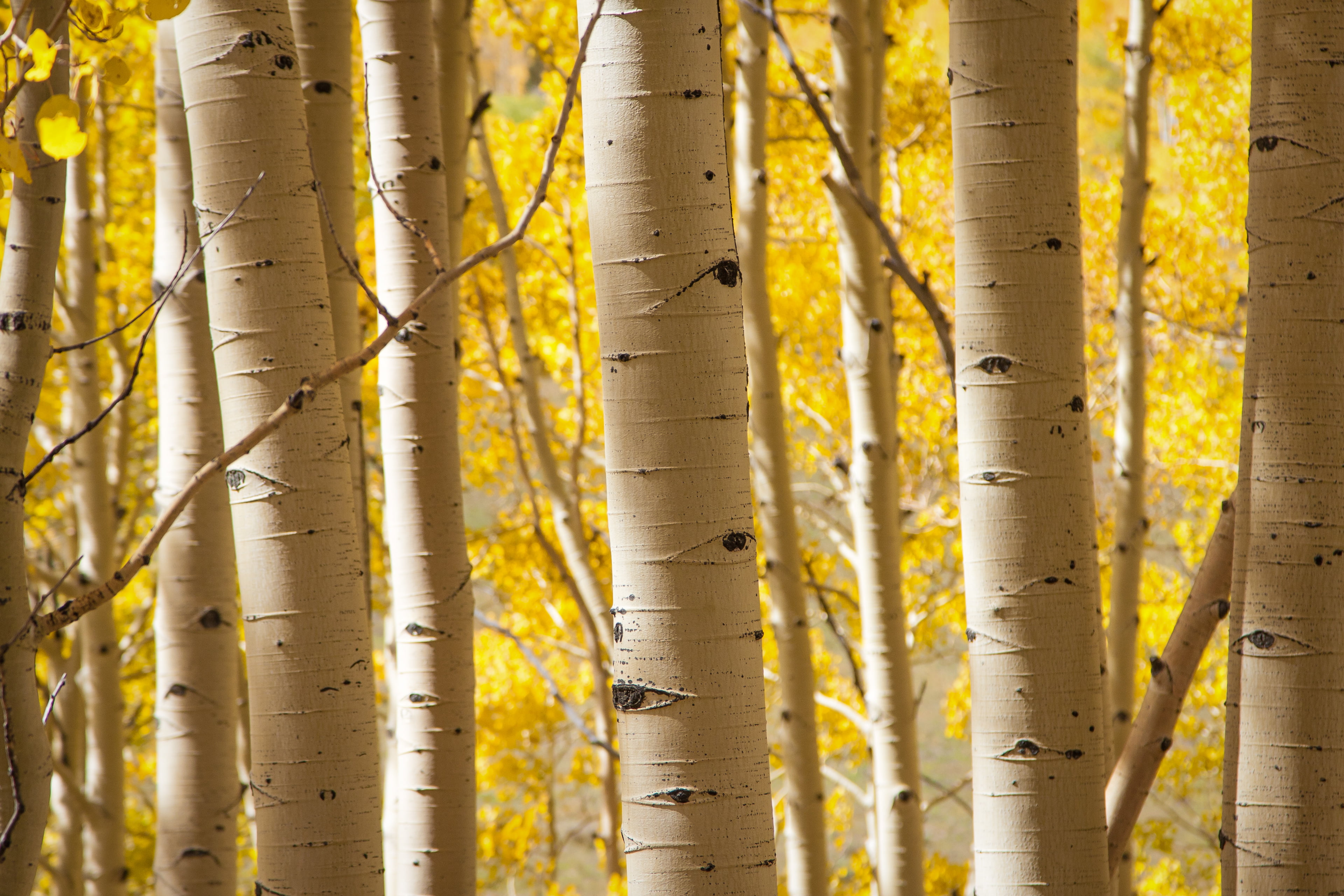4K, branch, forest, Icebox, tree trunks, Explored, season, outdoors, Colorado, Tags, Telluride, Silverton, DMU, tree, Mountains, woodland, nature, Landscapes, HD Wallpaper