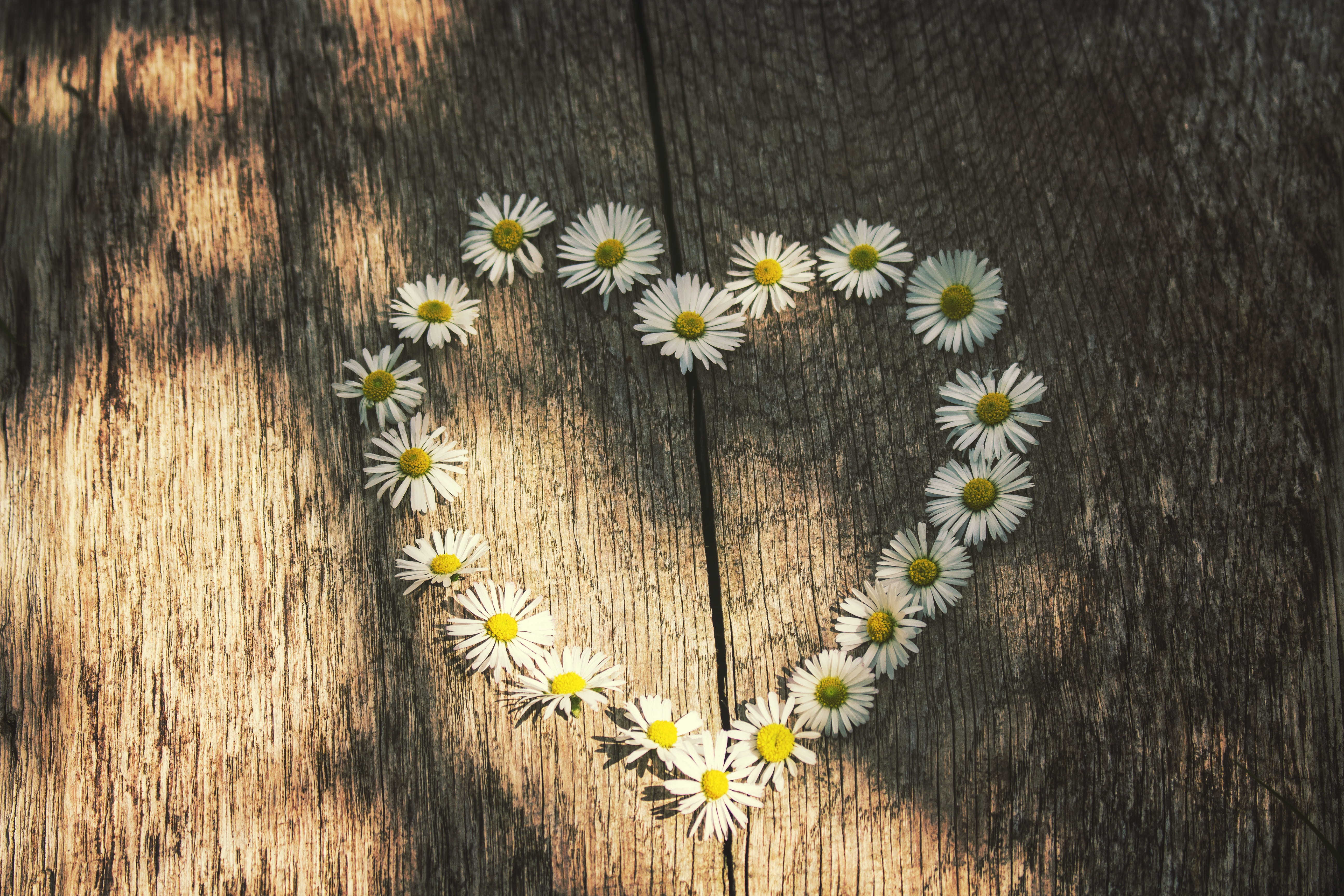daisies, fragility, nature, flower head, white, day, wood - material, decoration, flower, flowers, art, yellow, design, 5K, wood, indoors, freshness, beauty in nature, HD Wallpaper