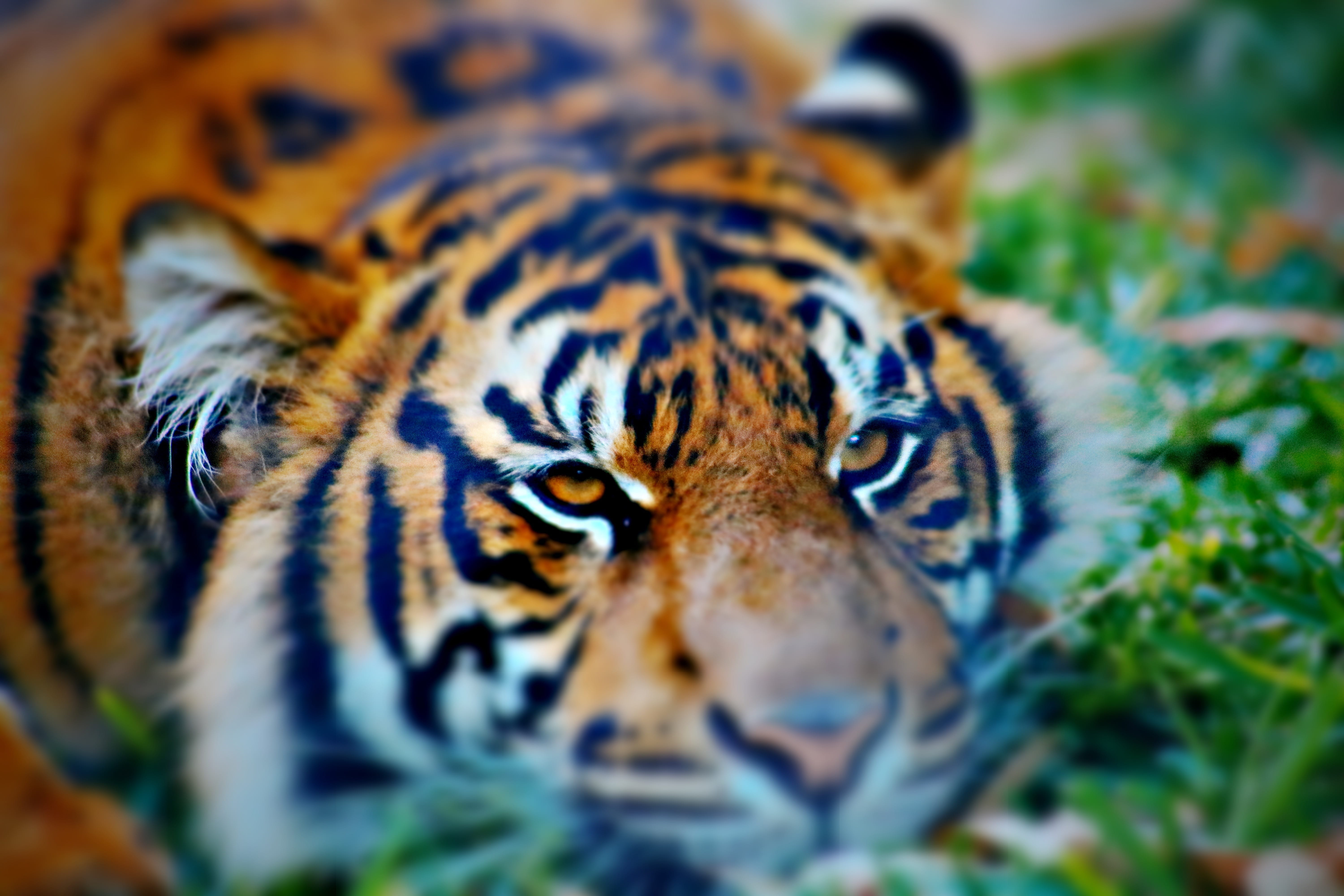 5K, leisure activities, sea life, clam, invertebrate, mammal, nature, snow leopard, cat, head, animal markings, big cat, animal themes, portrait, ocelot, HD Wallpaper