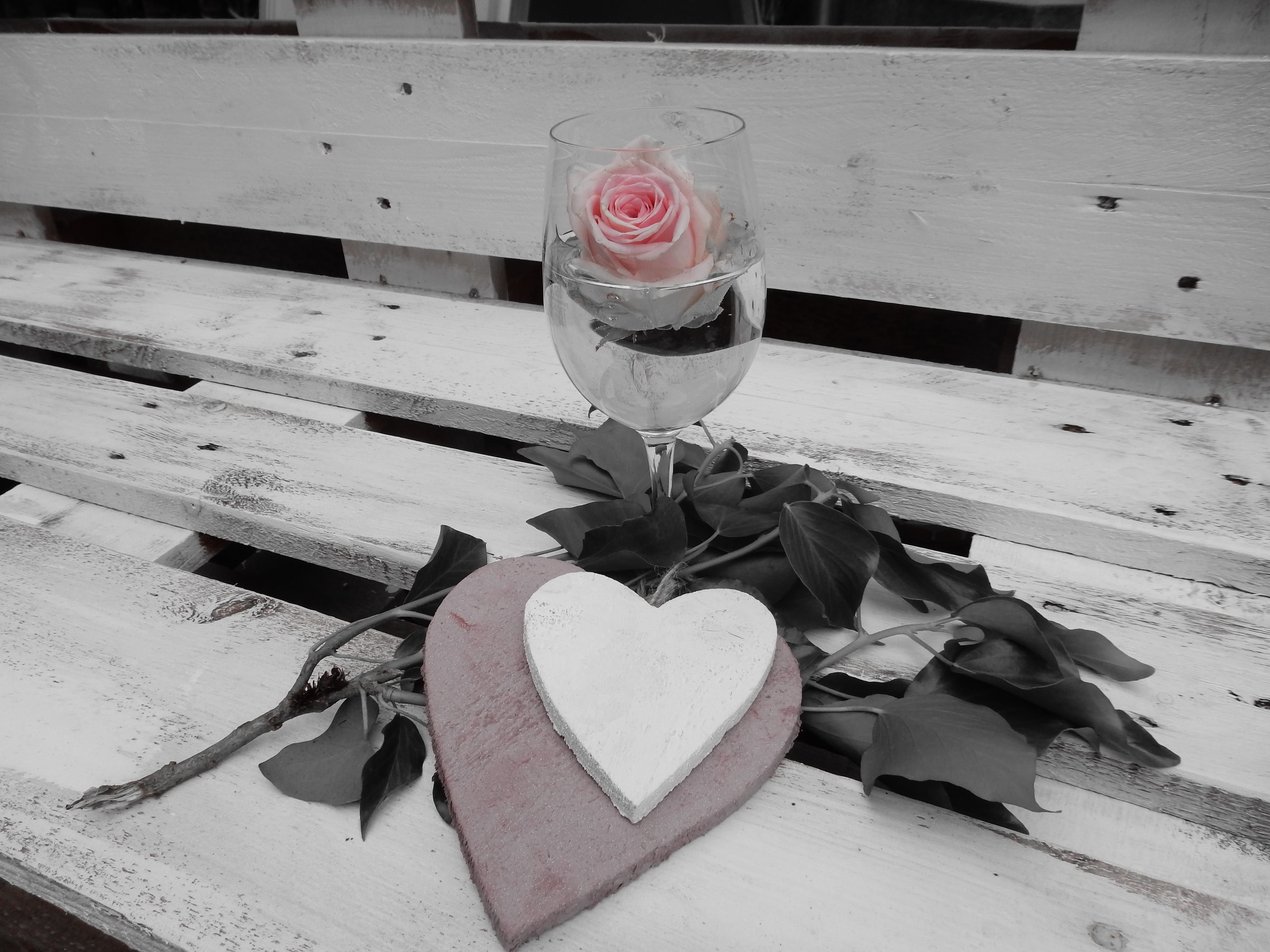 champagne glass, wood - Material, no people, emotion, blossom, plant, day, indoors, beauty in nature, long, heart Shape, rose bloom, pink rose, stem, outdoors, HD Wallpaper