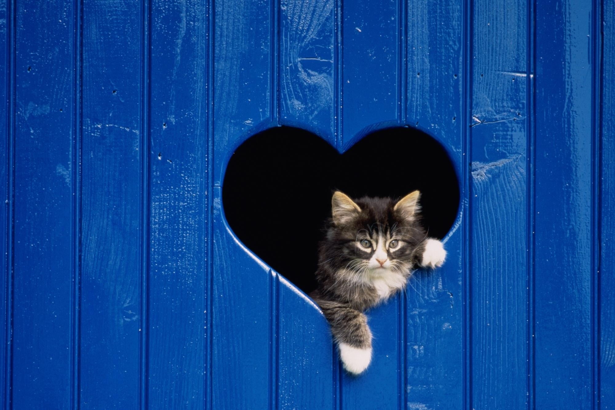 feline, gray, heart, animal Eye, door, beautiful, one Animal, white, mammal, close-up, fur, looking, animal, 1080P, boundary, kitten, wooden, curiosity, HD Wallpaper