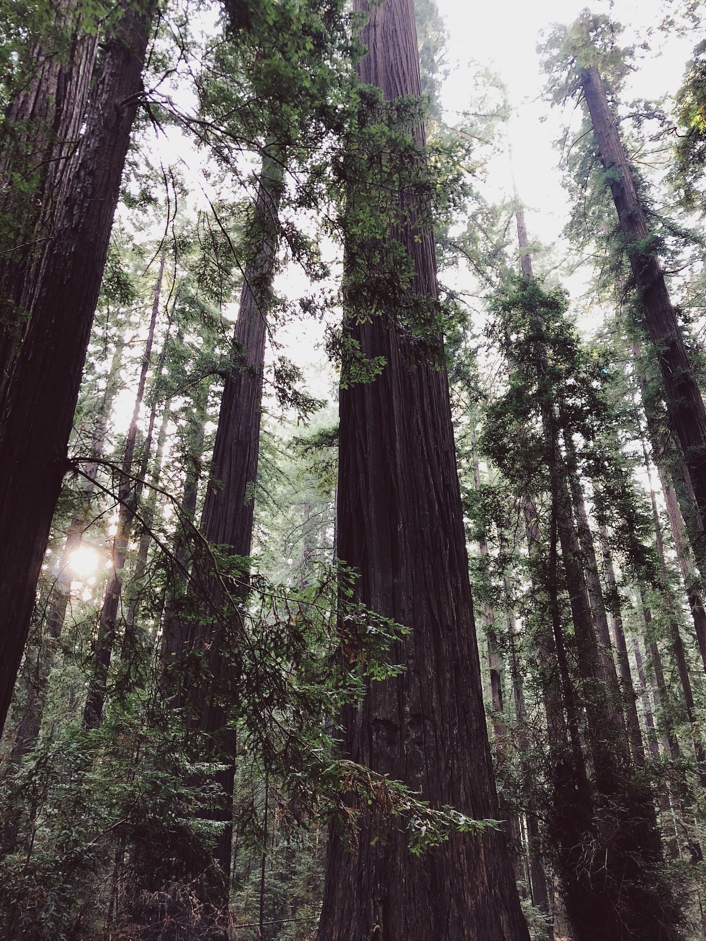 green, california, trunk, scenics - nature, redwoods, beauty in nature, forest, founders grove (rest stop), nature, outdoors, growth, land, tall - high, Phone HD Wallpaper
