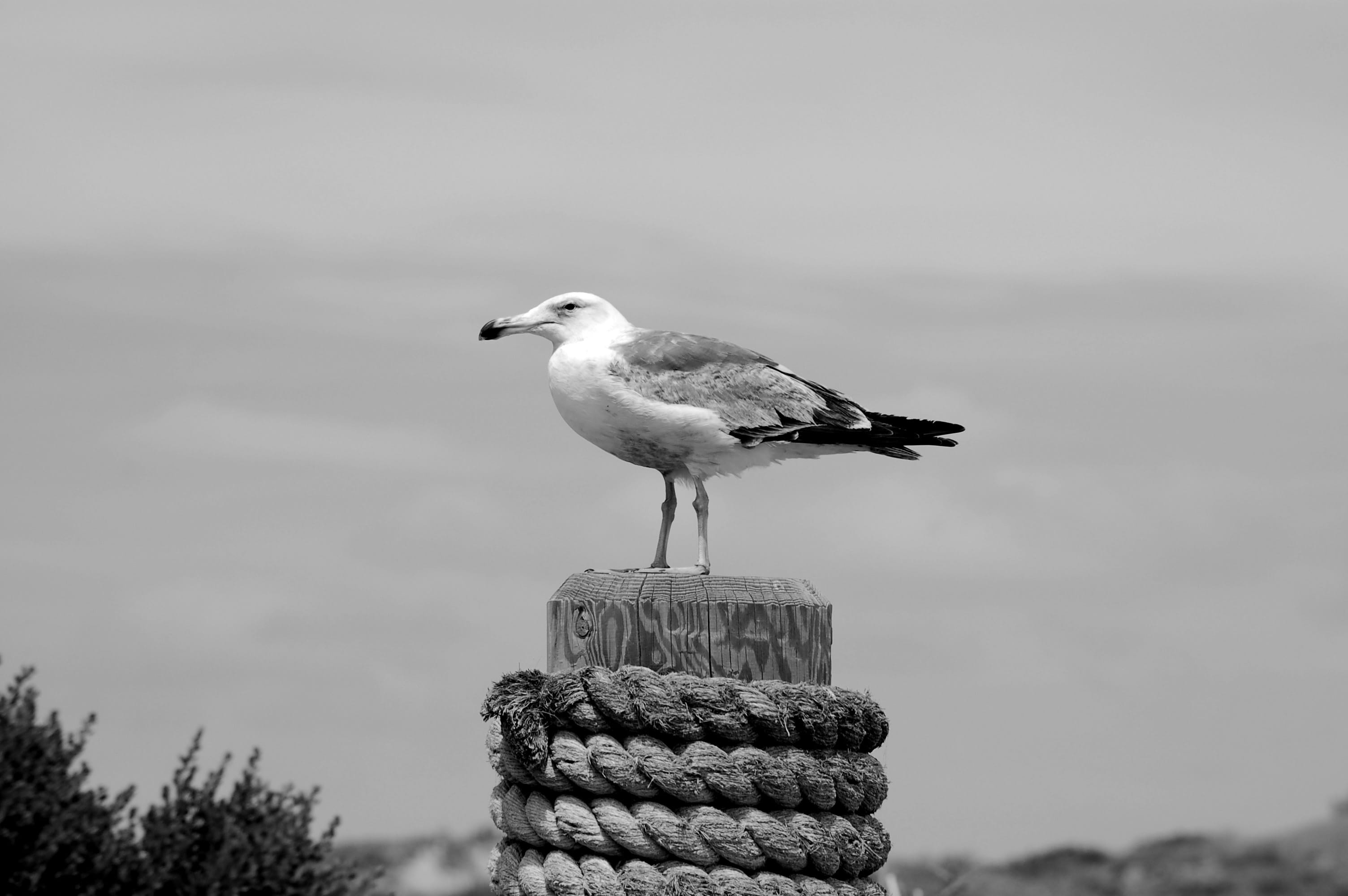 ocean, animals in the wild, focus on foreground, coast, dock, post, solid, vertebrate, gull, no people, animal themes, close-up, perching, bird, one animal, HD Wallpaper