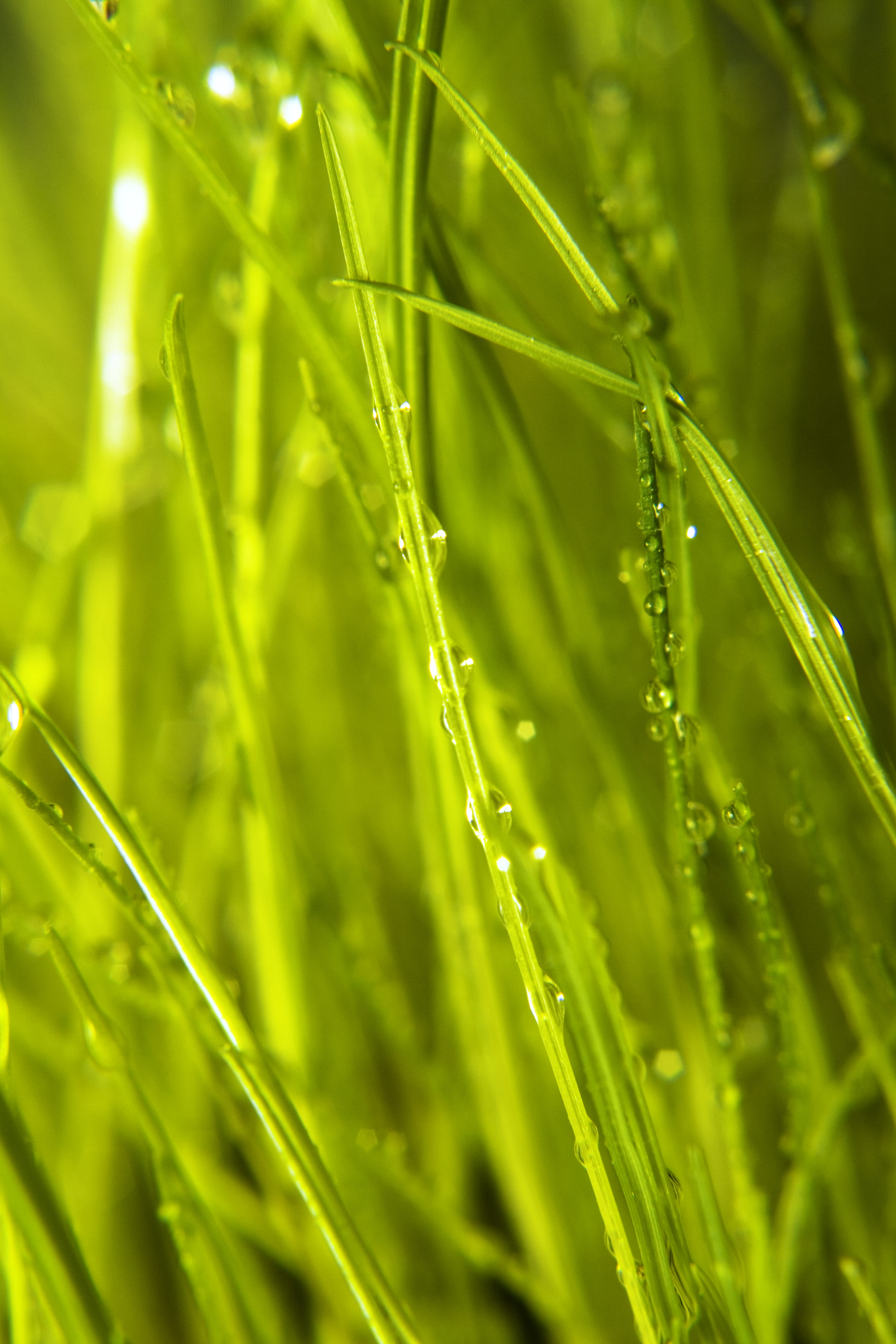 tortuous, spring, field, day, fly, meadow, driblet, up, 4K, water, clear, close, purity, environment, macro, domestic, drop, sward, green, herb, freshness, Phone HD Wallpaper