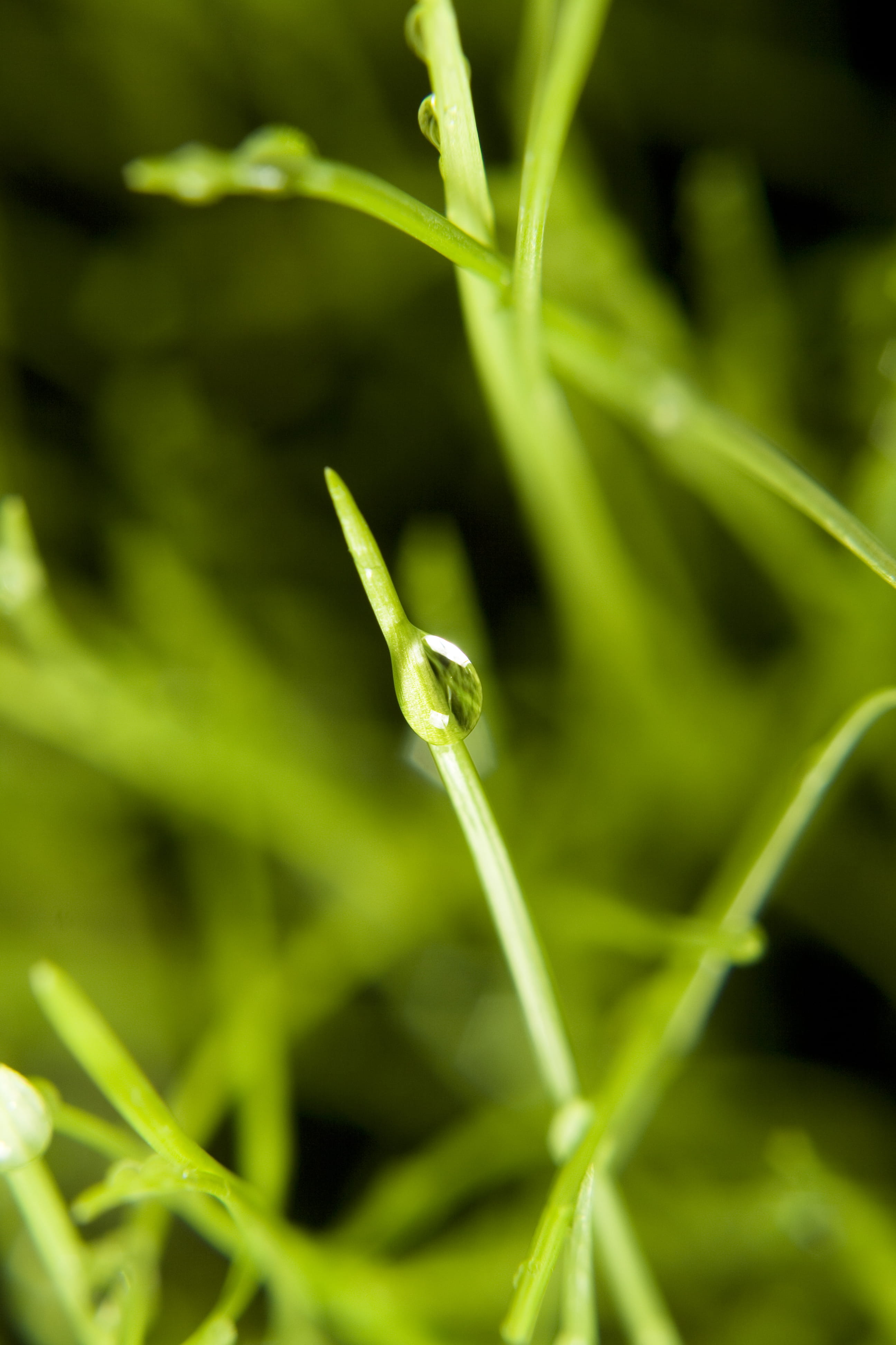 plant, blade of grass, purity, driblet, tortuous, focus on foreground, domestic, 4K, blade, selective focus, sprinkling, wet, sward, eco, environment, Phone HD Wallpaper
