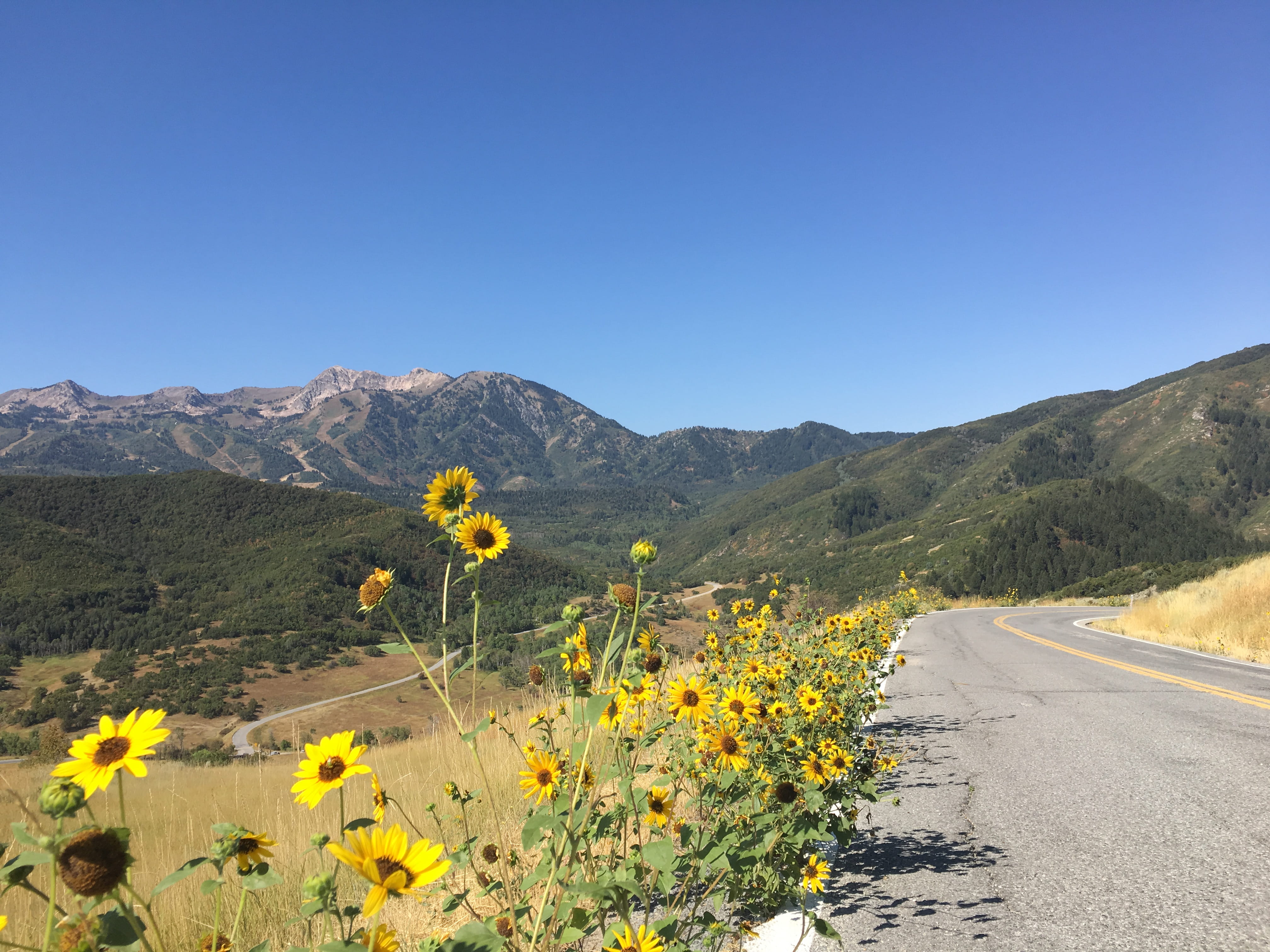 land, wasatch, mountain range, tranquil scene, plant, arid climate, flower, sky, huntsville, no people, day, transportation, clear sky, scenics - nature, HD Wallpaper