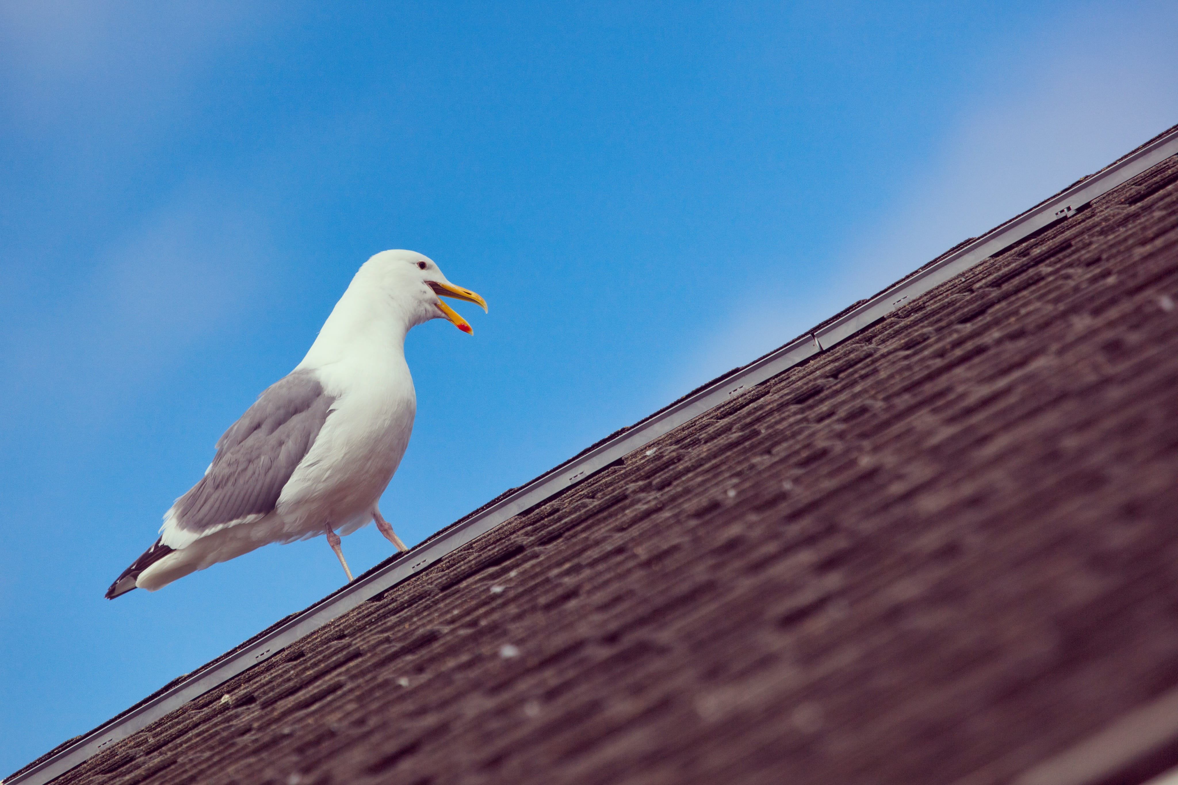blue, wood - material, no people, jay, one animal, bird, perched, hose, oregon coast hwy, day, animal wildlife, sunlight, albatross, asphalt, nature, animal, HD Wallpaper