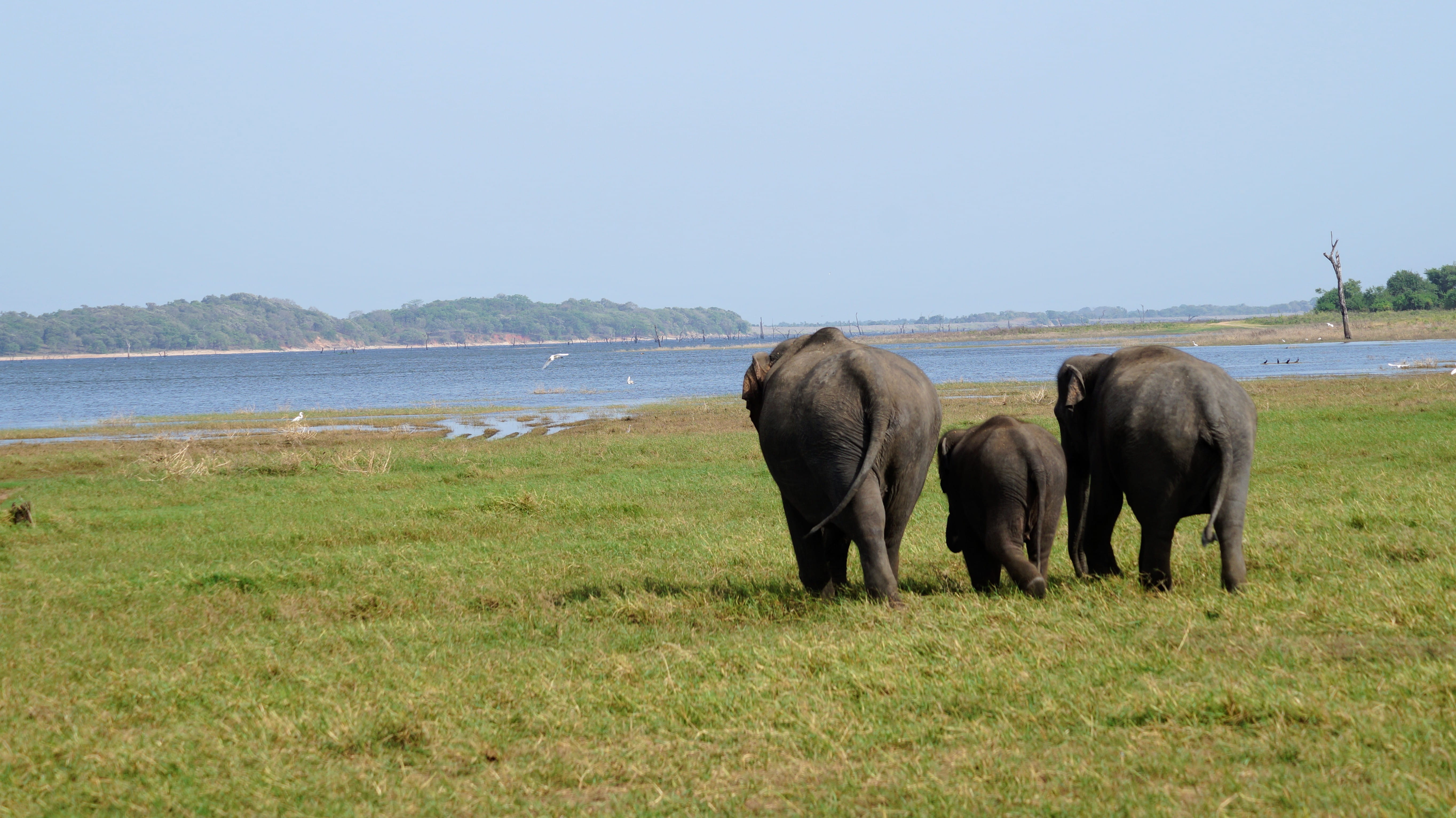 animal wildlife, outdoors, group of animals, animals in the wild, mammal, habarana, herbivorous, animal trunk, 72 ambepussa - trincomalee hwy, animal family, HD Wallpaper