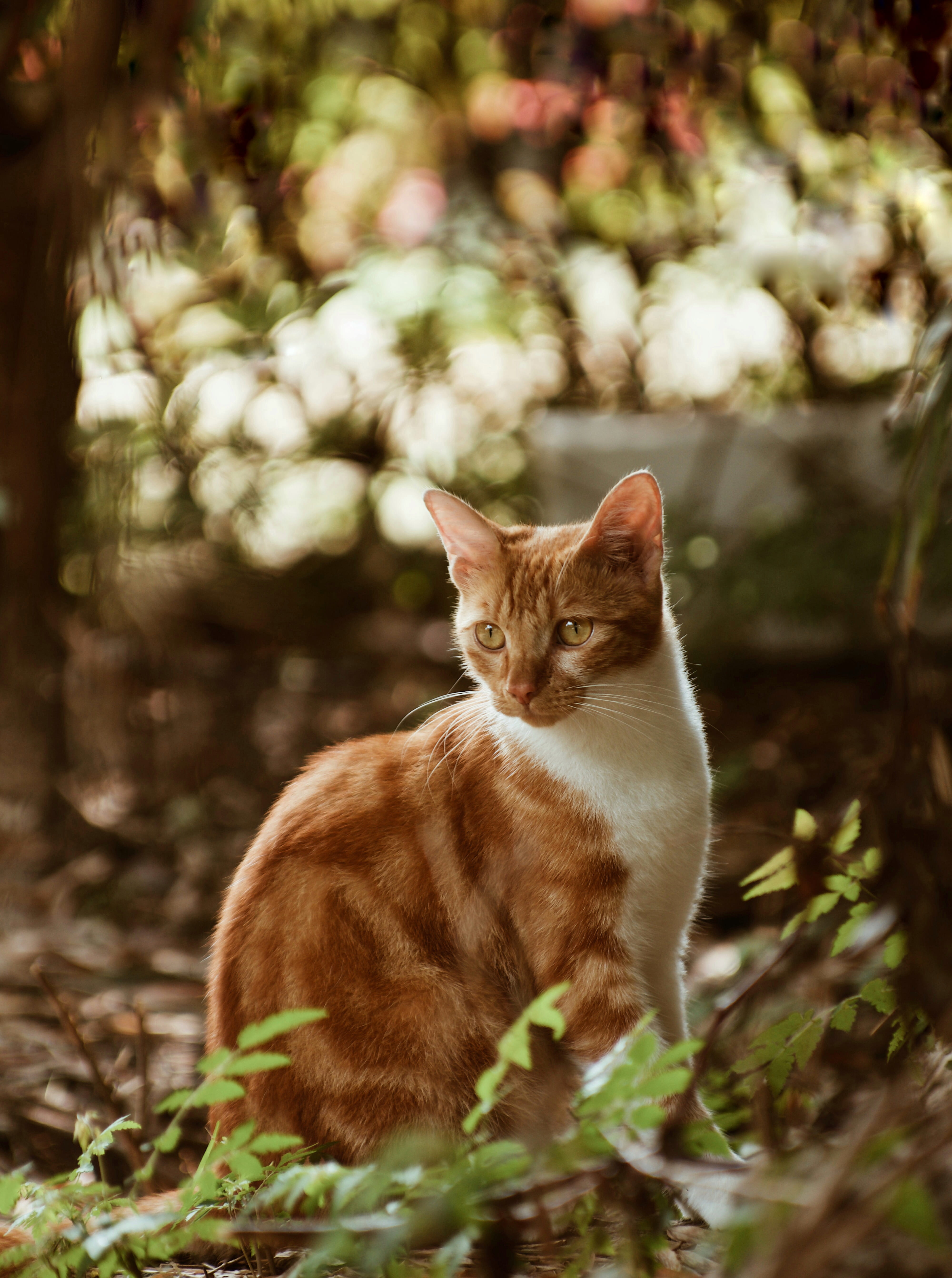 domestic cat, china, animal themes, outdoors, ginger cat, domestic, domestic animals, feline, vertebrate, sitting, land, 3388 sichen hwy, selective focus, Phone HD Wallpaper