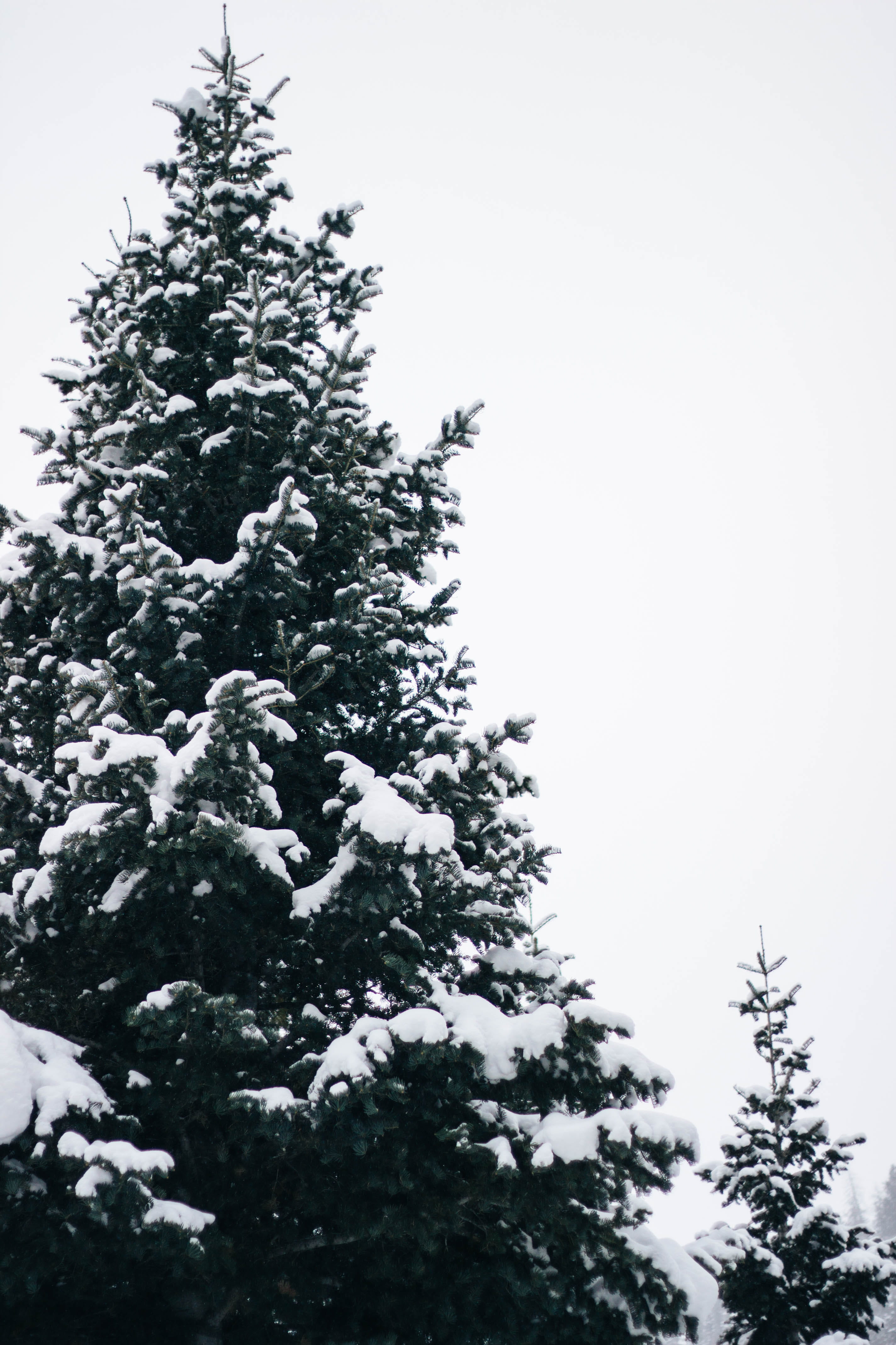 no people, tranquil scene, trees, provo canyon, winter, orem, clear sky, utah, pine tree, 4K, snowtrees, low angle view, explore, coniferous tree, tranquility, Phone HD Wallpaper