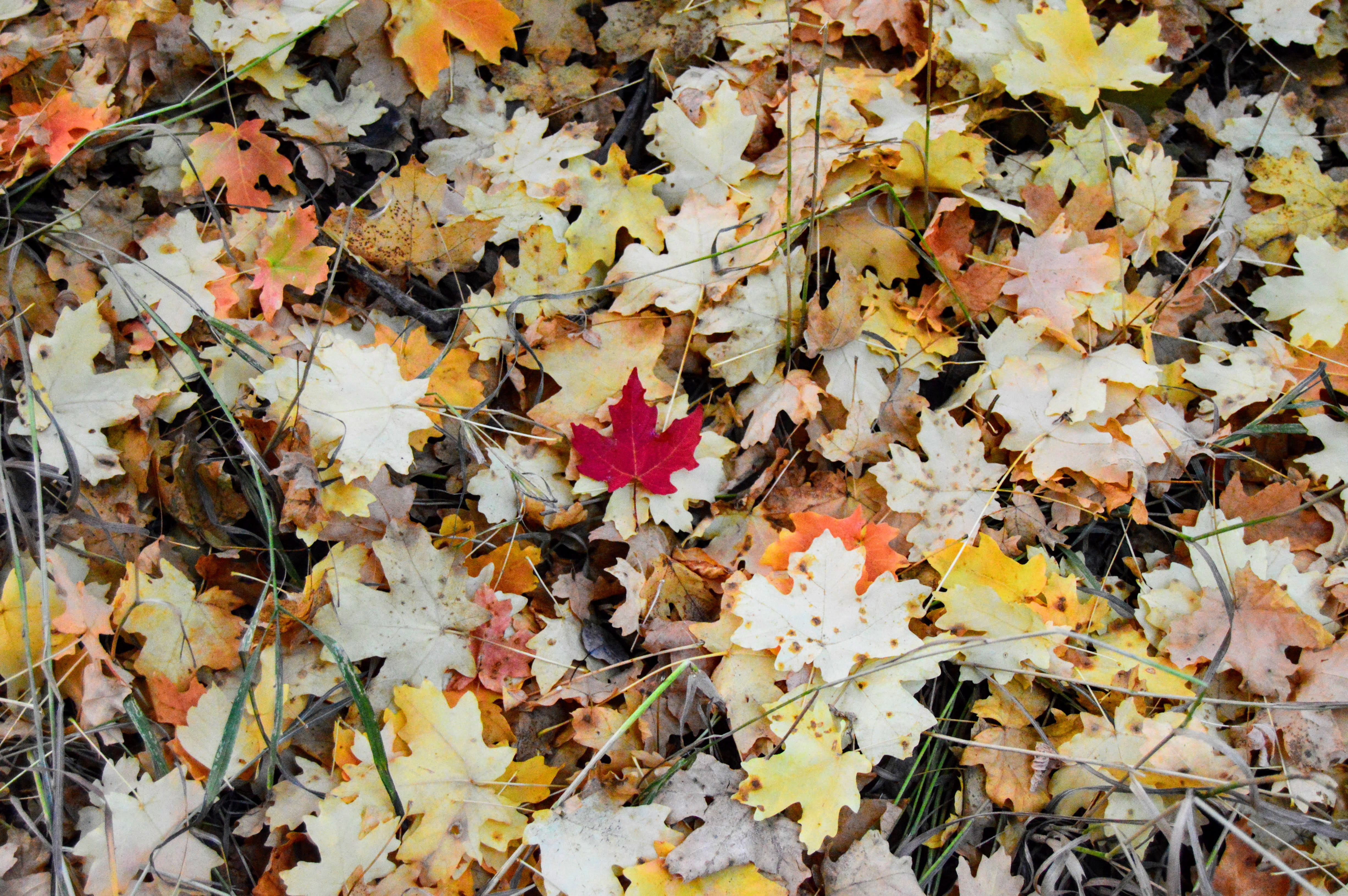 change, vulnerability, fall colors, nature, outdoors, fragility, no people, plant part, abundance, autumn, fall, canyon, plant, maple leaf, falling, provo, HD Wallpaper