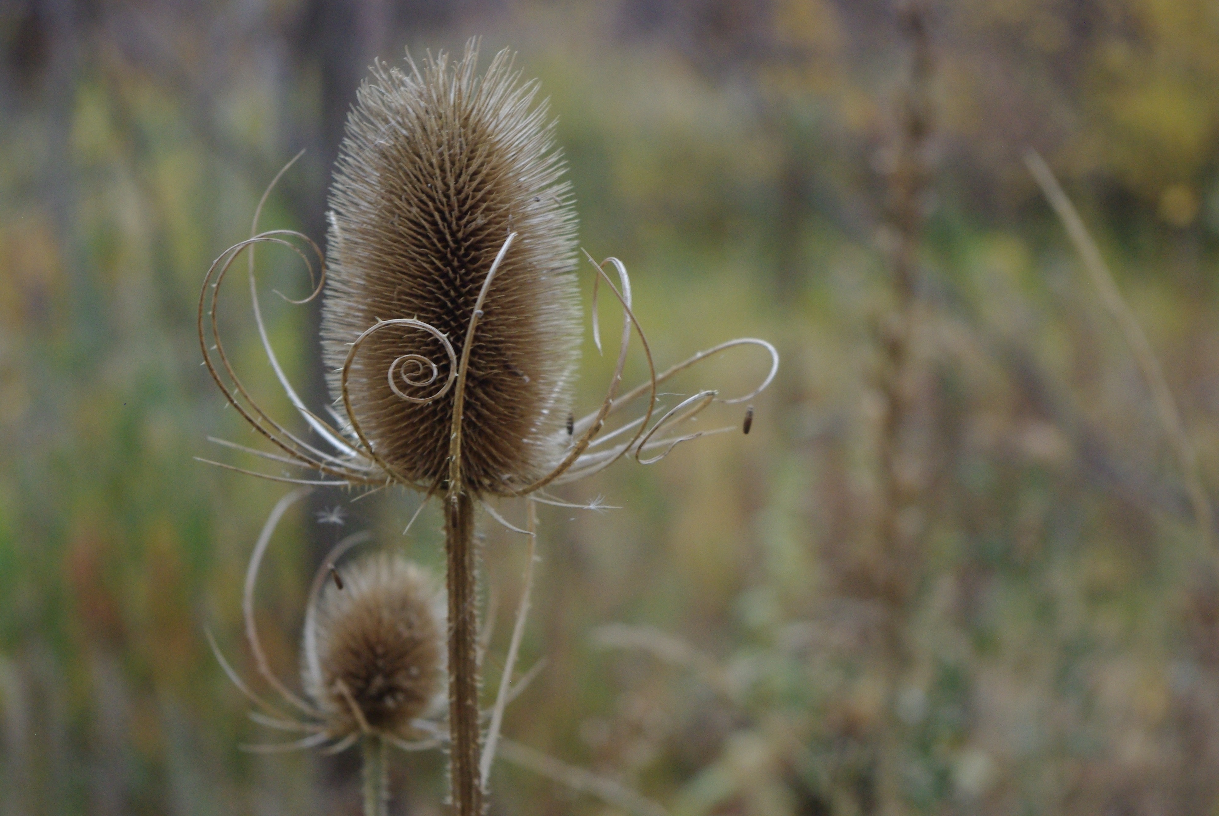 dried, plant, no people, canyon, field, fall, land, beauty in nature, utah, tranquility, flowering plant, fragility, autumn, dry, nature, plant stem, provo canyon, HD Wallpaper