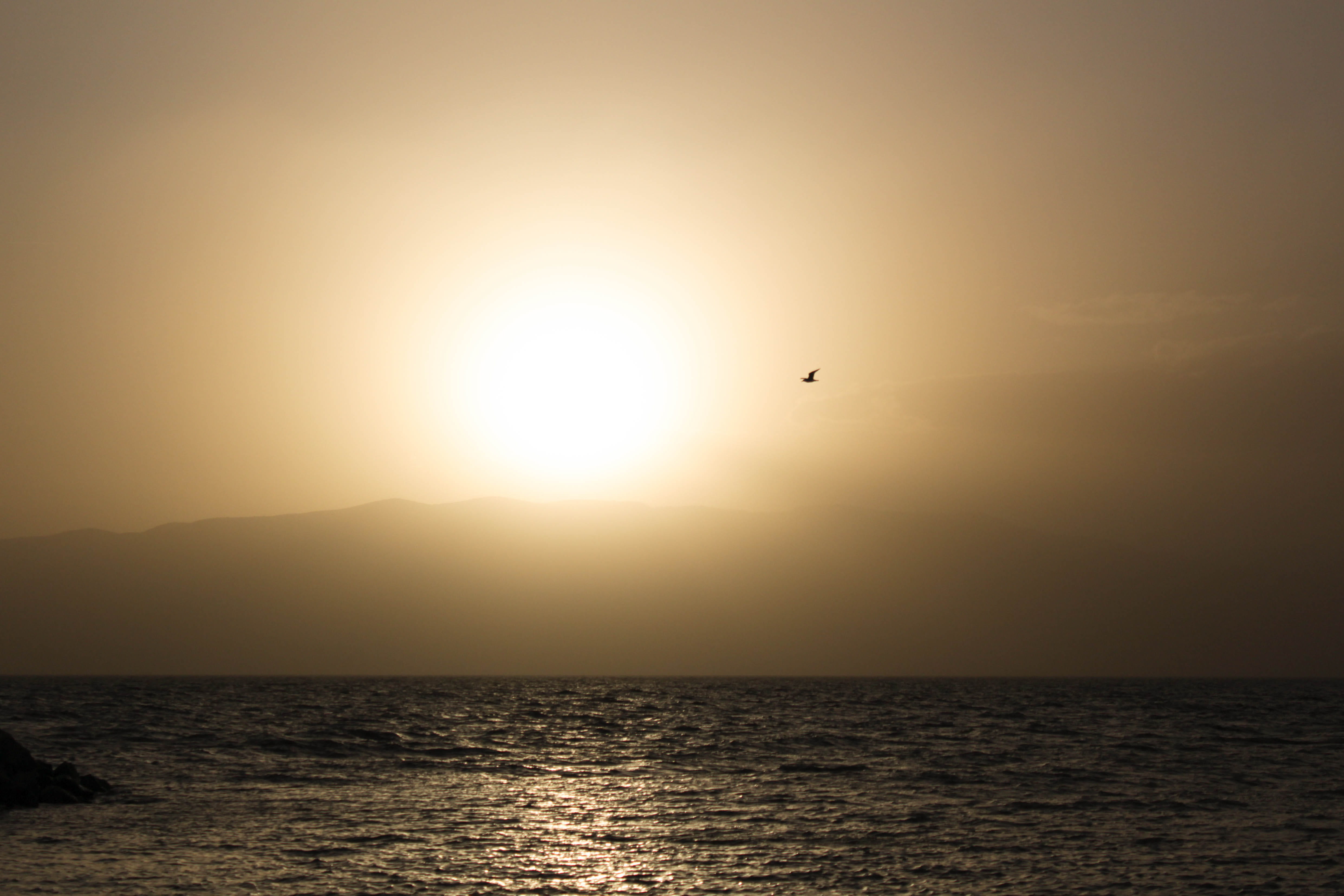 vertebrate, sunlight, tranquil scene, beauty in nature, sky, sea, animal, horizon, animals in the wild, scenics - nature, no people, united states, horizon over water, HD Wallpaper