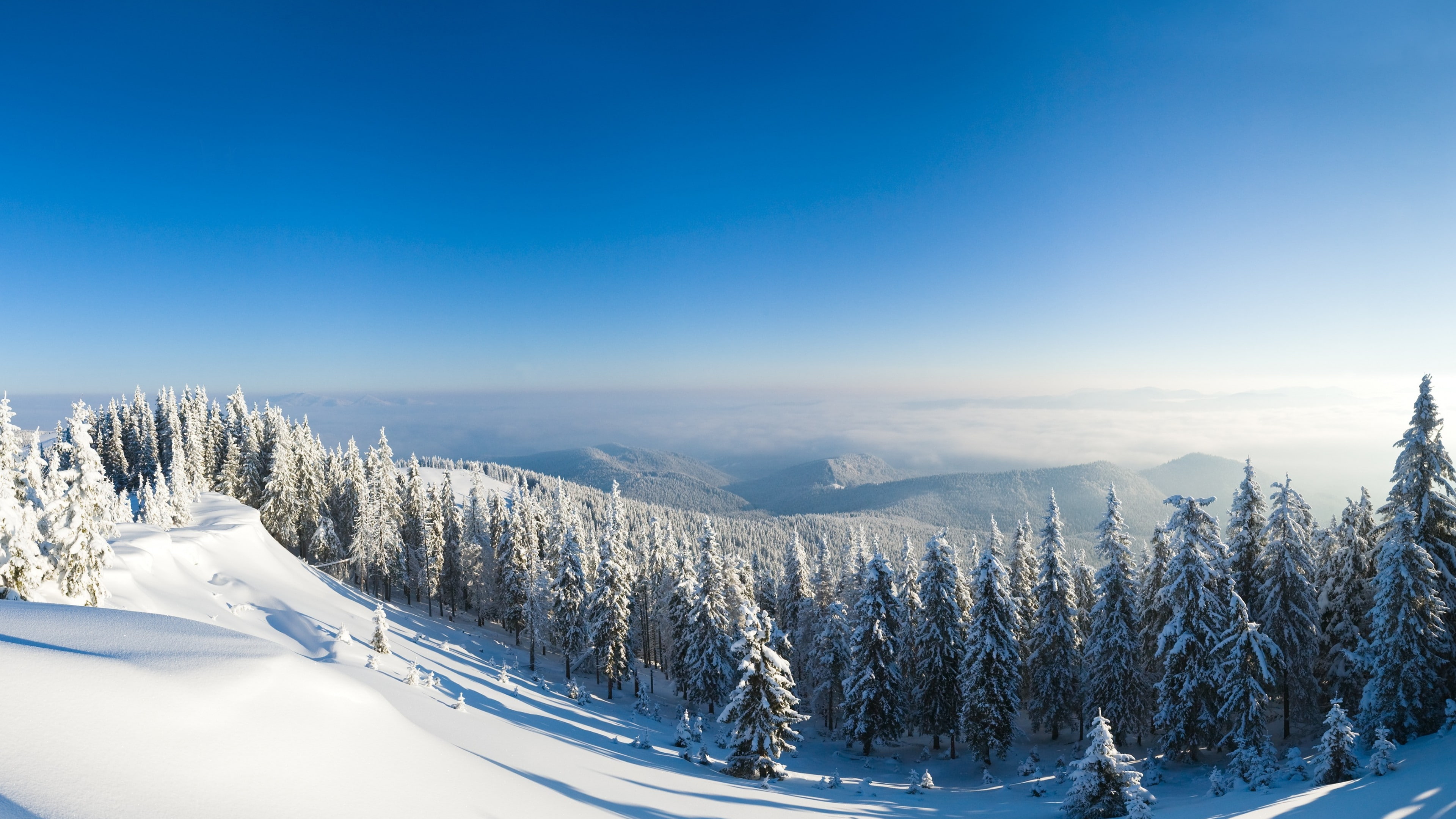 4K, winter forest, green, 5k, snow, pine, filled, sun, fir-trees, field, tree, mountain, HD Wallpaper