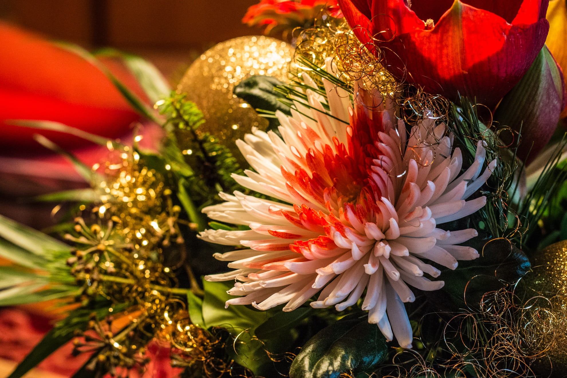 background, sea life, flower head, inflorescence, gift, fragility, Christmas Tree, indoors, flower, flower arrangement, celebration, christmas, christmas Decoration, HD Wallpaper